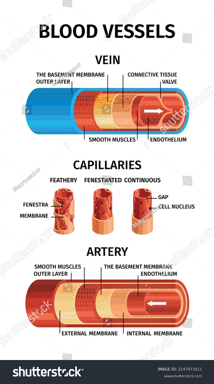 Realistic Blood Vessels Composition Vein Capillaries Stock Vector Royalty Free