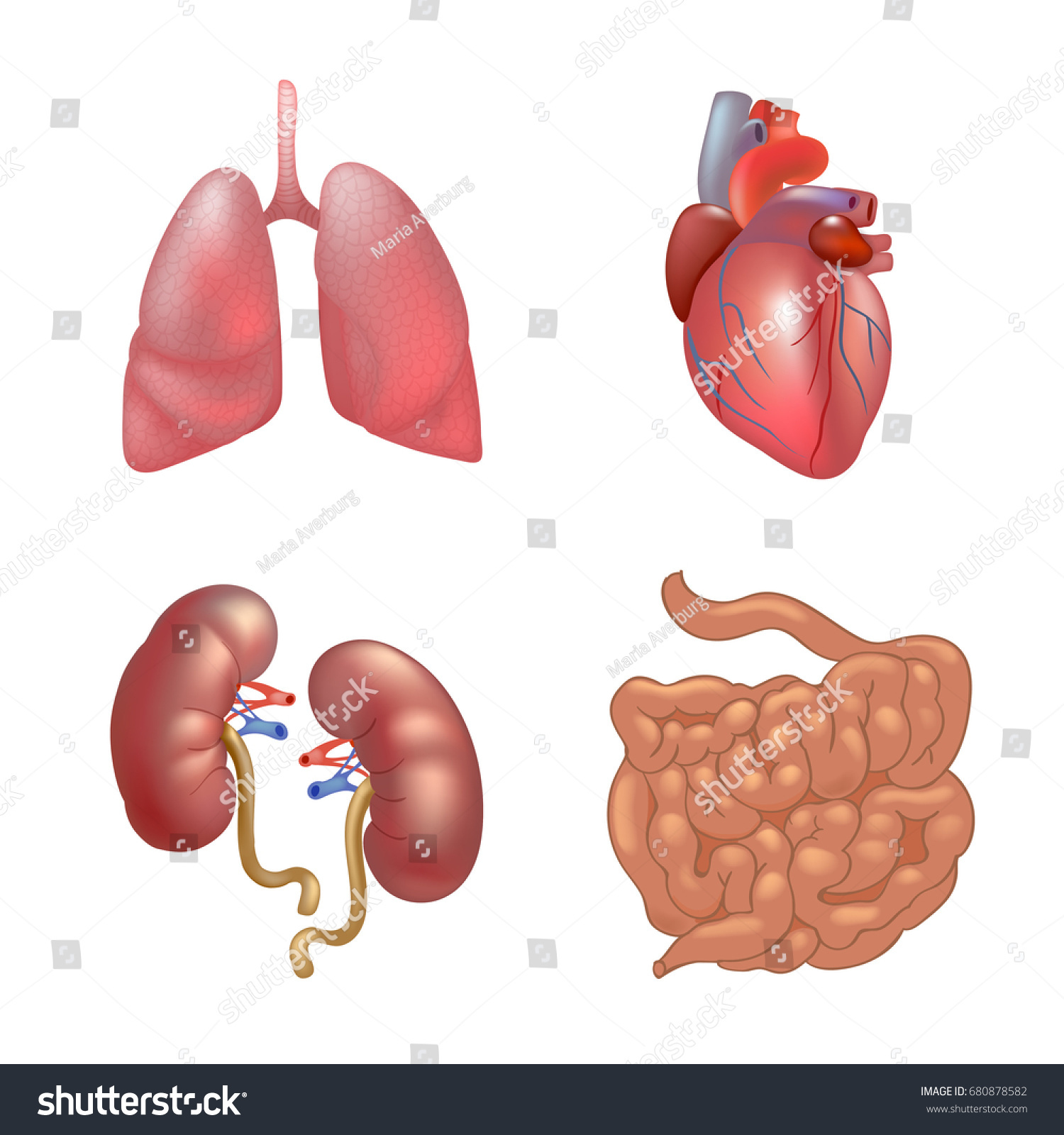 Vektor Stok Realistic Human Organs Set Anatomy Tanpa Royalti