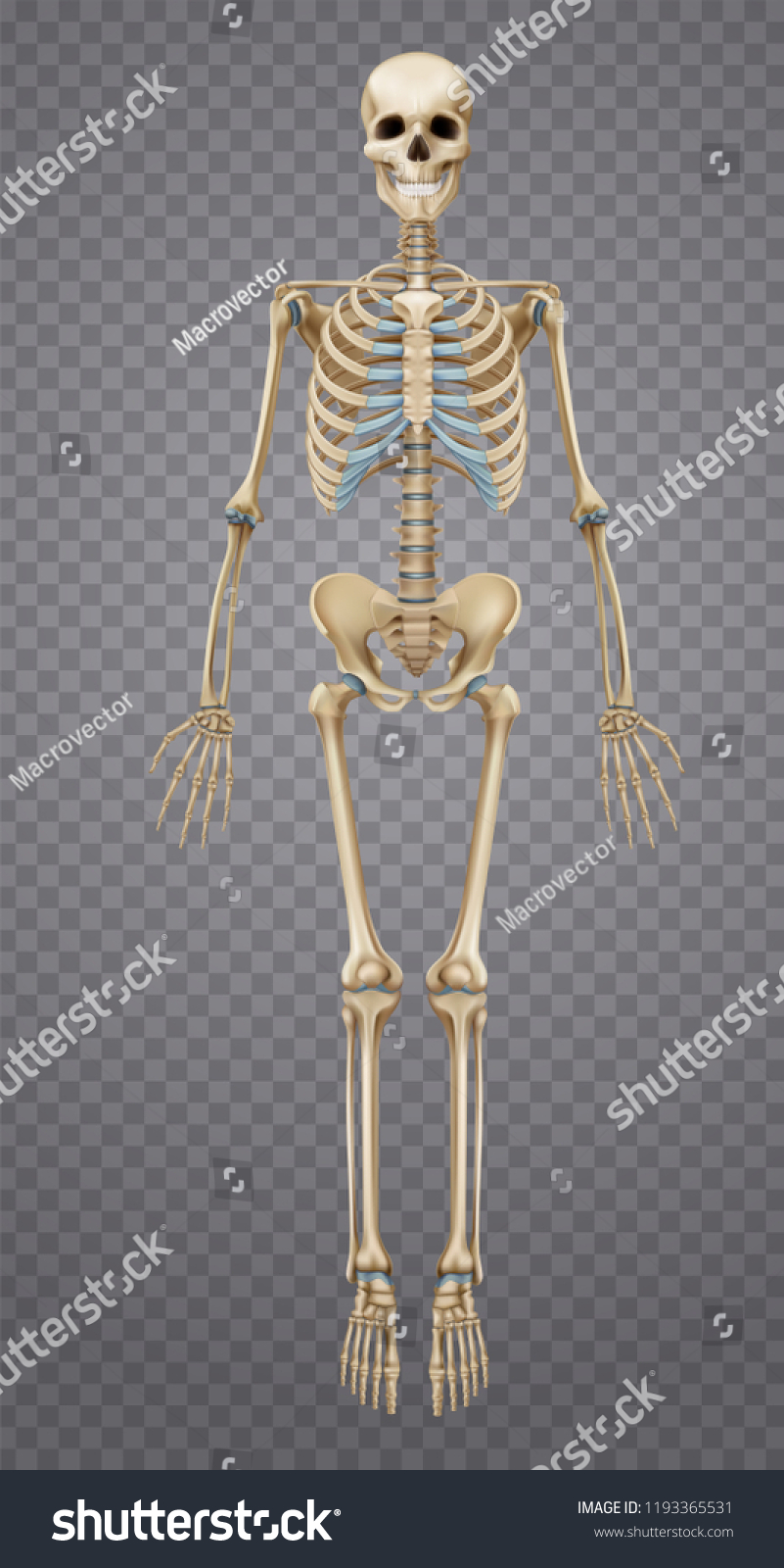 Realistic Human Skeleton Isolated On Transparent Stock Vector Royalty