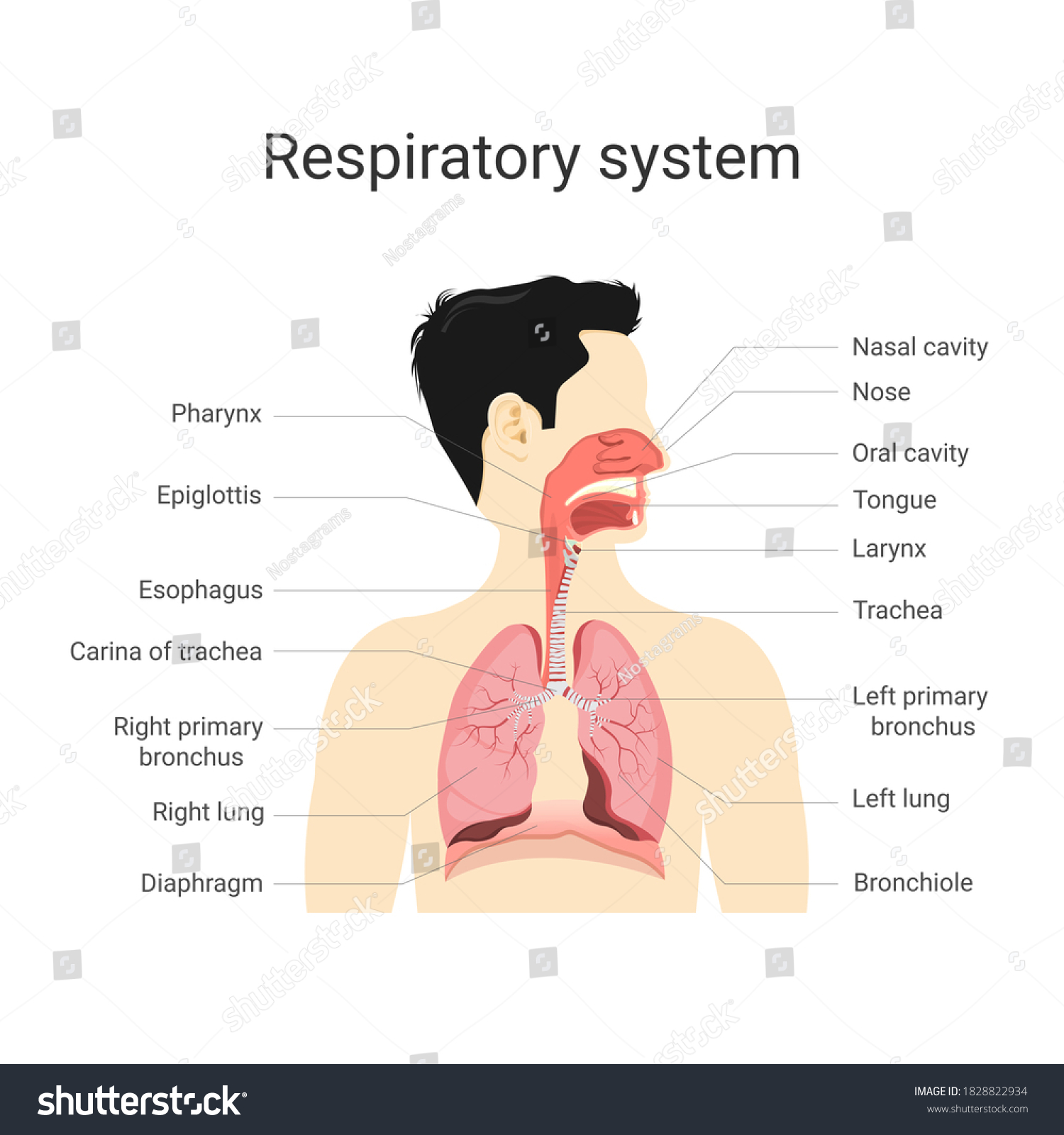 Vektor Stok Respiratory System Anatomy Physiology Human Body Tanpa