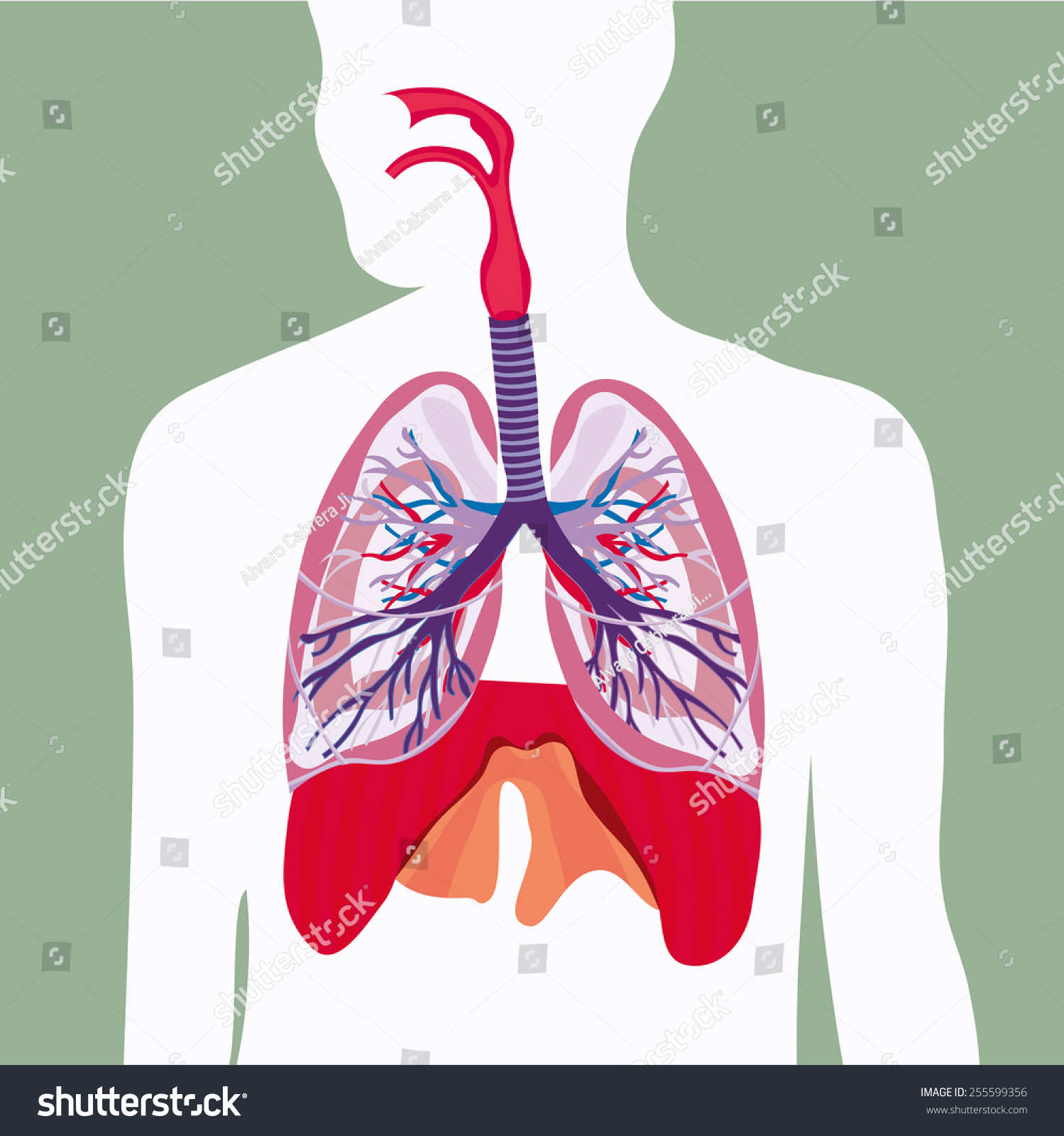 Respiratory System Lungs Vector Human Body Stock Vector Royalty Free