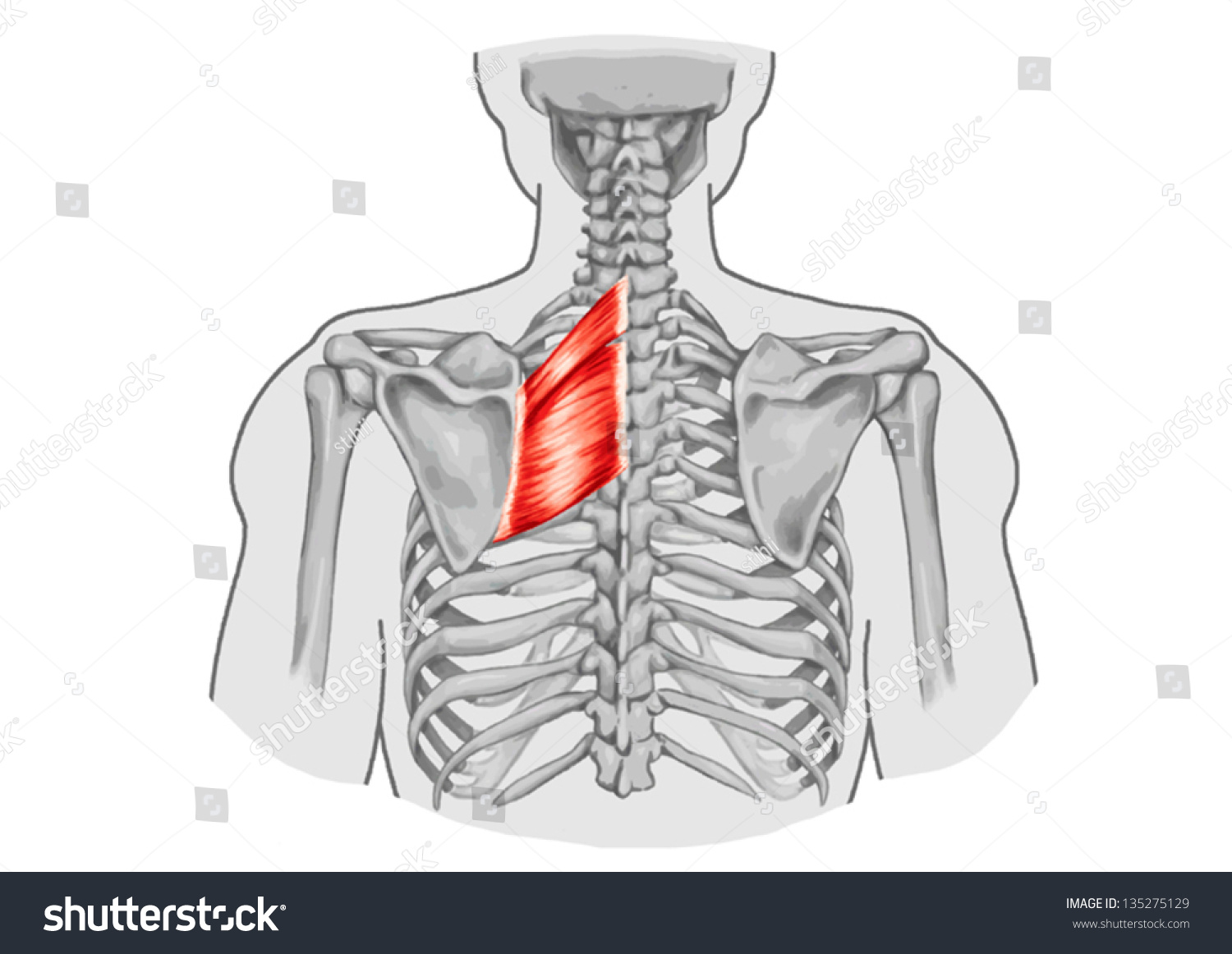 Rhomboid Minor Rhomboid Major Muscles Didactic Stock Vector 135275129