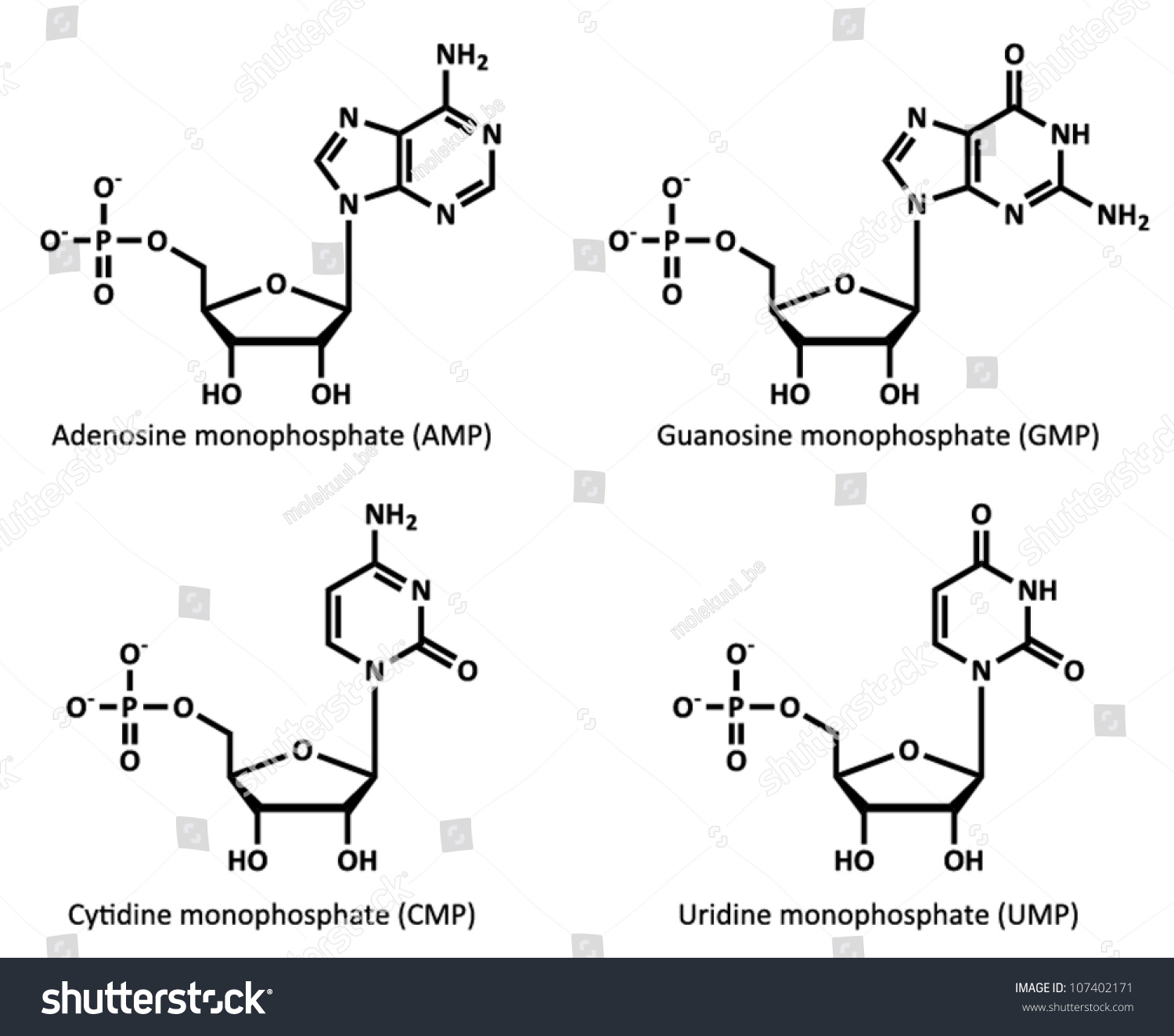 Rna Building Block Structures Ribonucleotides Pictured Stock Vector