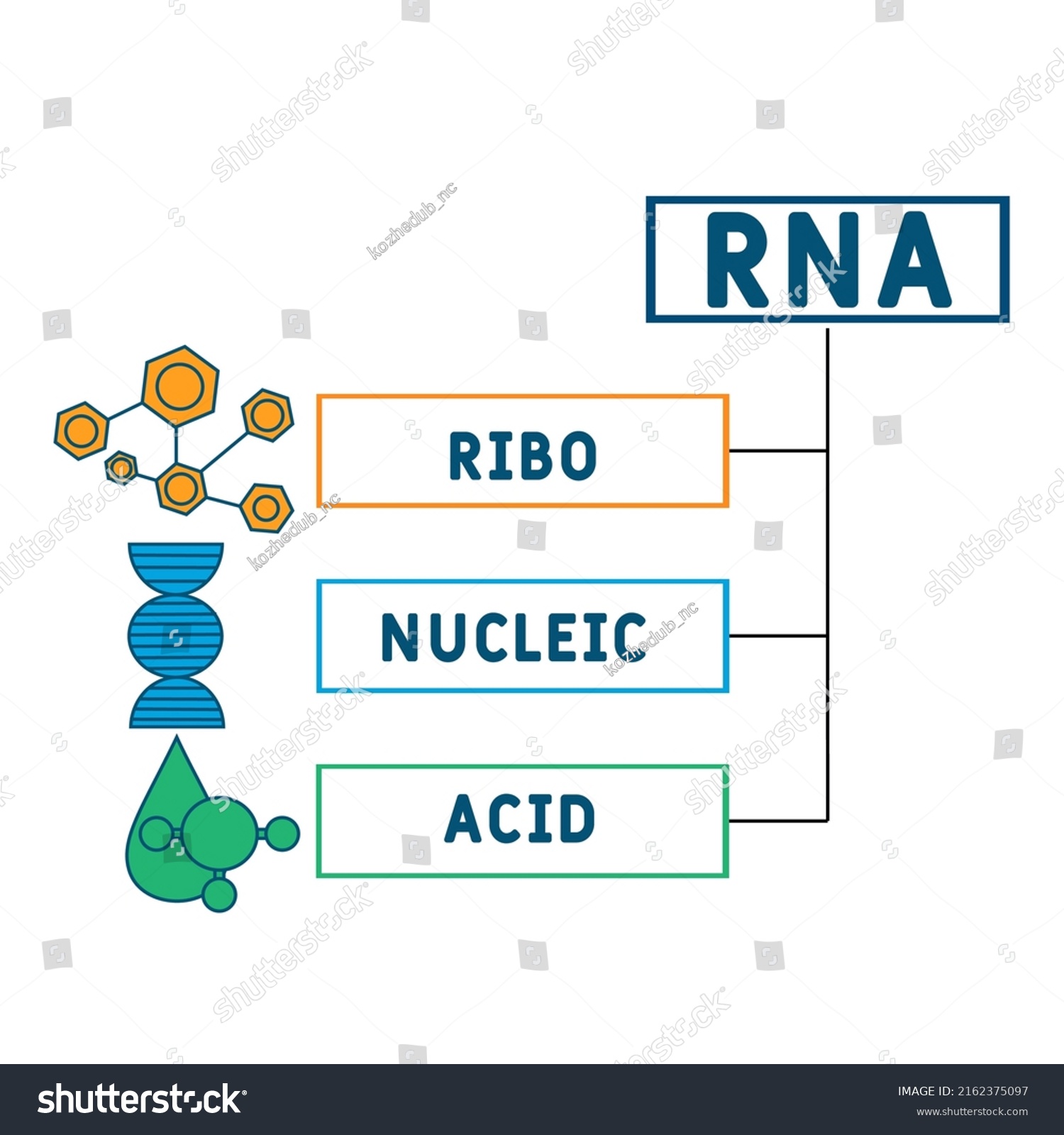 Rna Ribonucleic Acid Acronym Business Concept Stock Vector Royalty