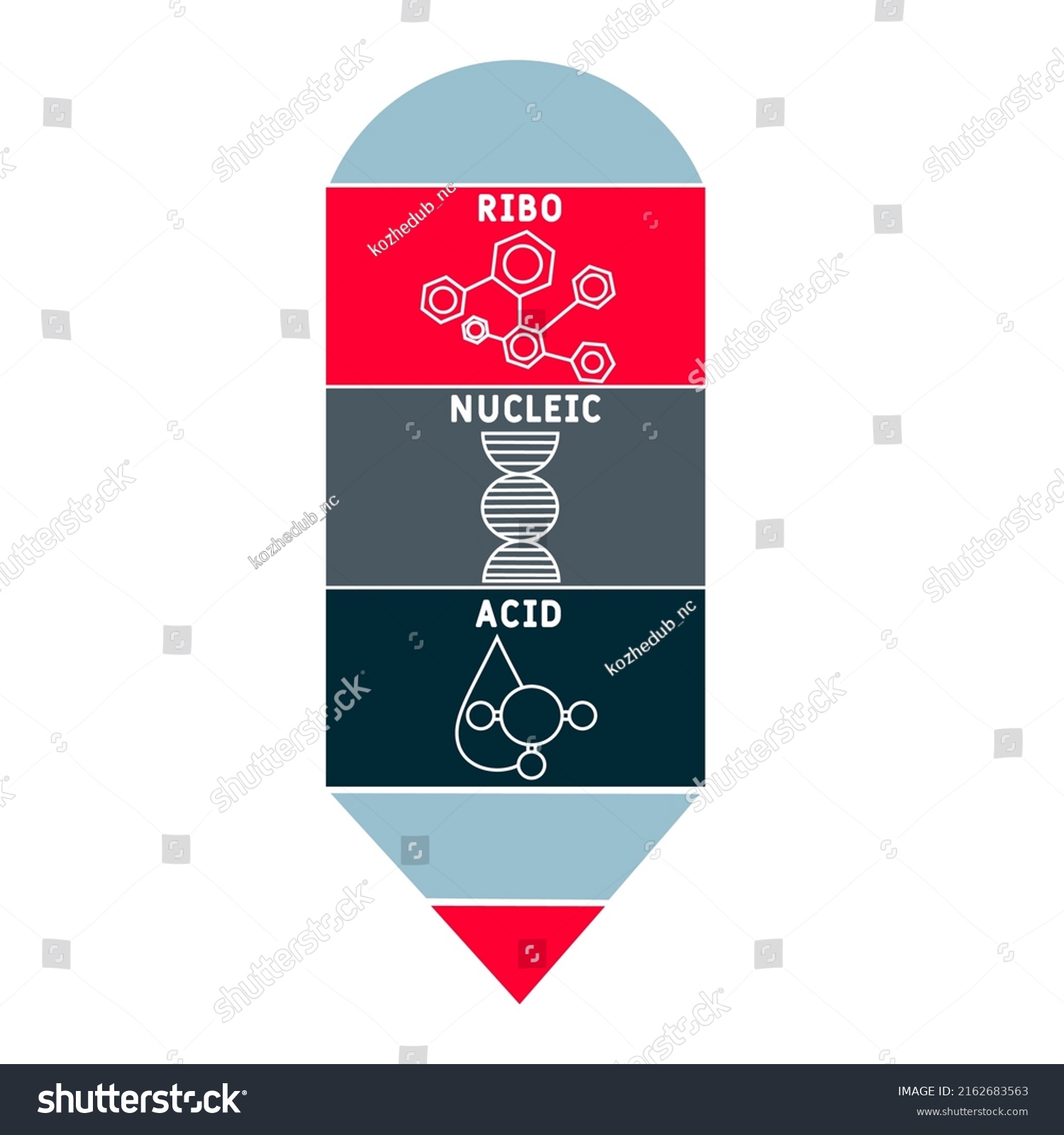 Rna Ribonucleic Acid Acronym Business Concept Stock Vector Royalty