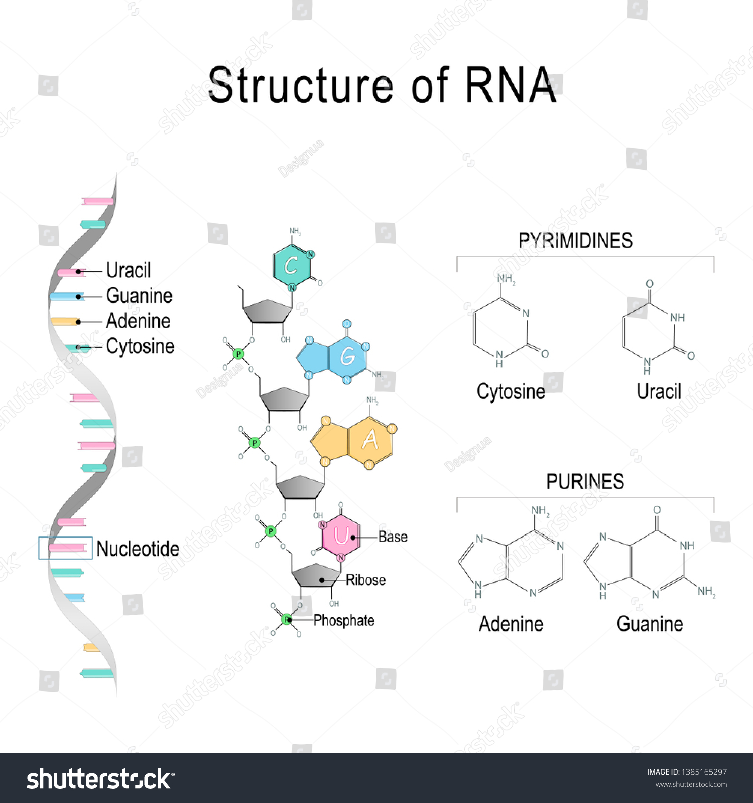 Rna Ribonucleic Acid Structural Formula Adenine Stock Vector Royalty