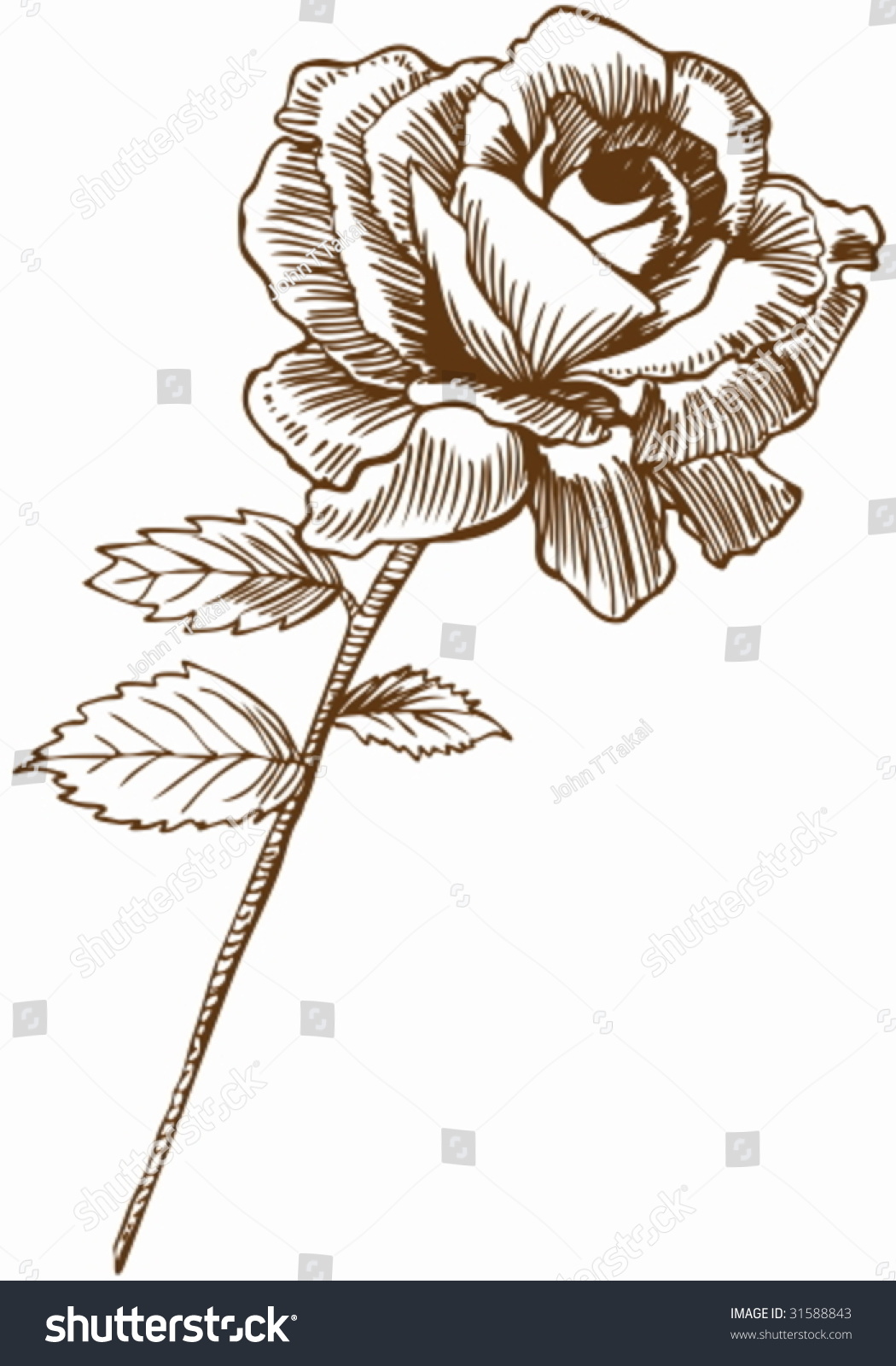 Pink Rose Drawing With Stem