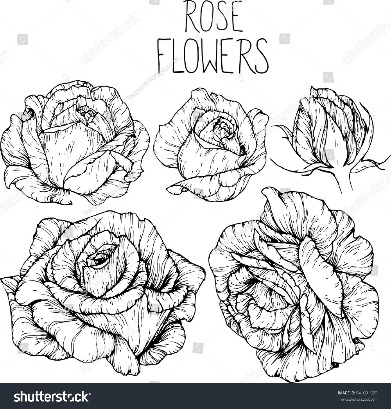 Vektor Stok Rose Flowers Drawing Vector Illustration Line Tanpa