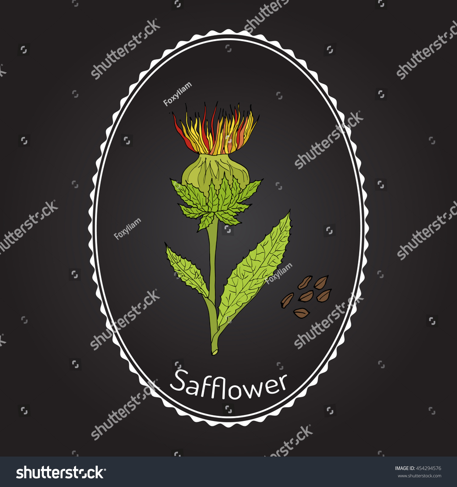 Safflower Carthamus Tinctorius Oil Plant Hand Stock Vector Royalty