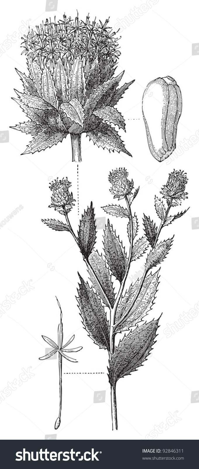 Safflower Carthamus Tinctorius Vintage Illustration From Meyers