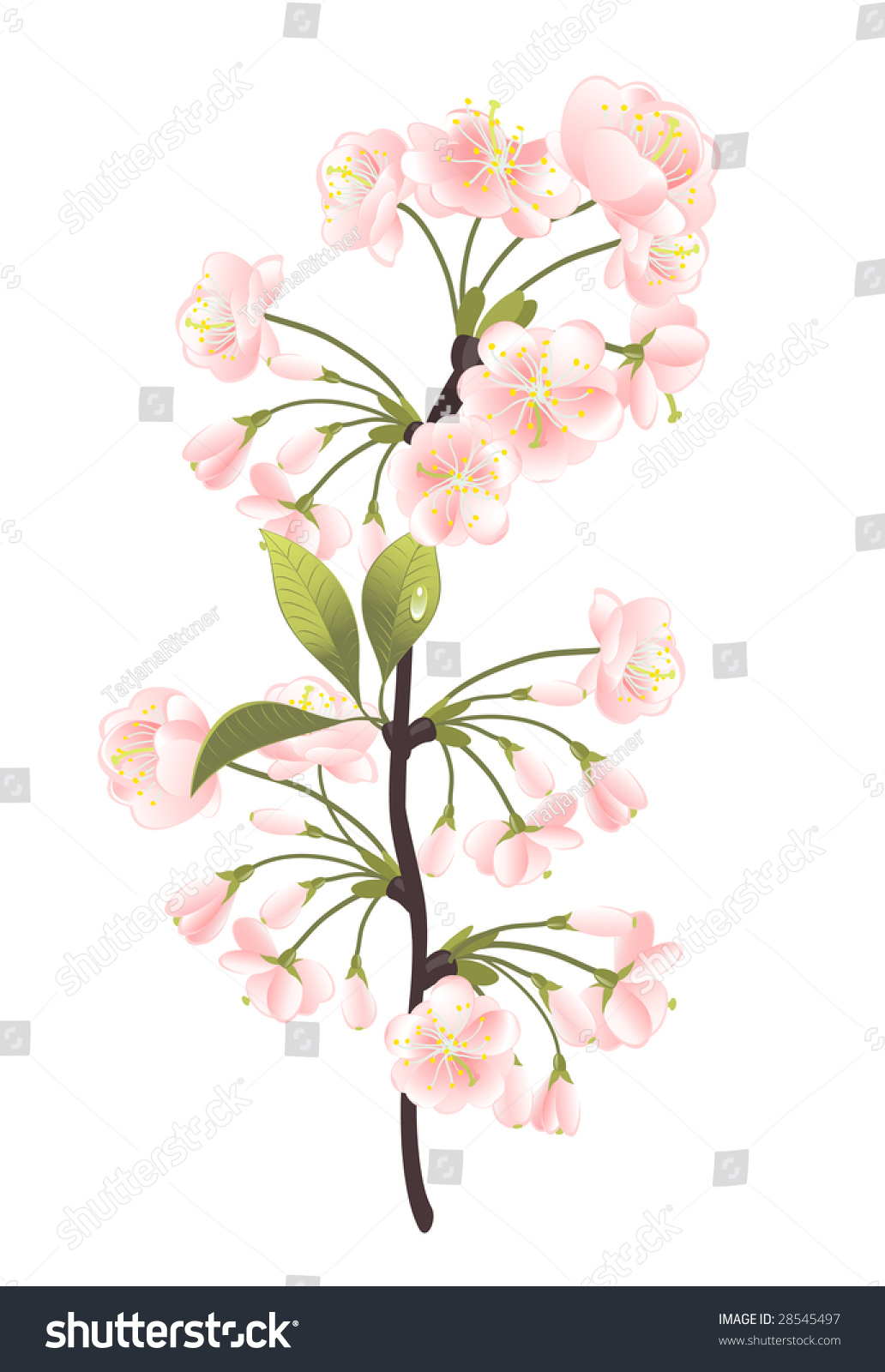 Sakura Tree. Vector-Illustration - 28545497 : Shutterstock