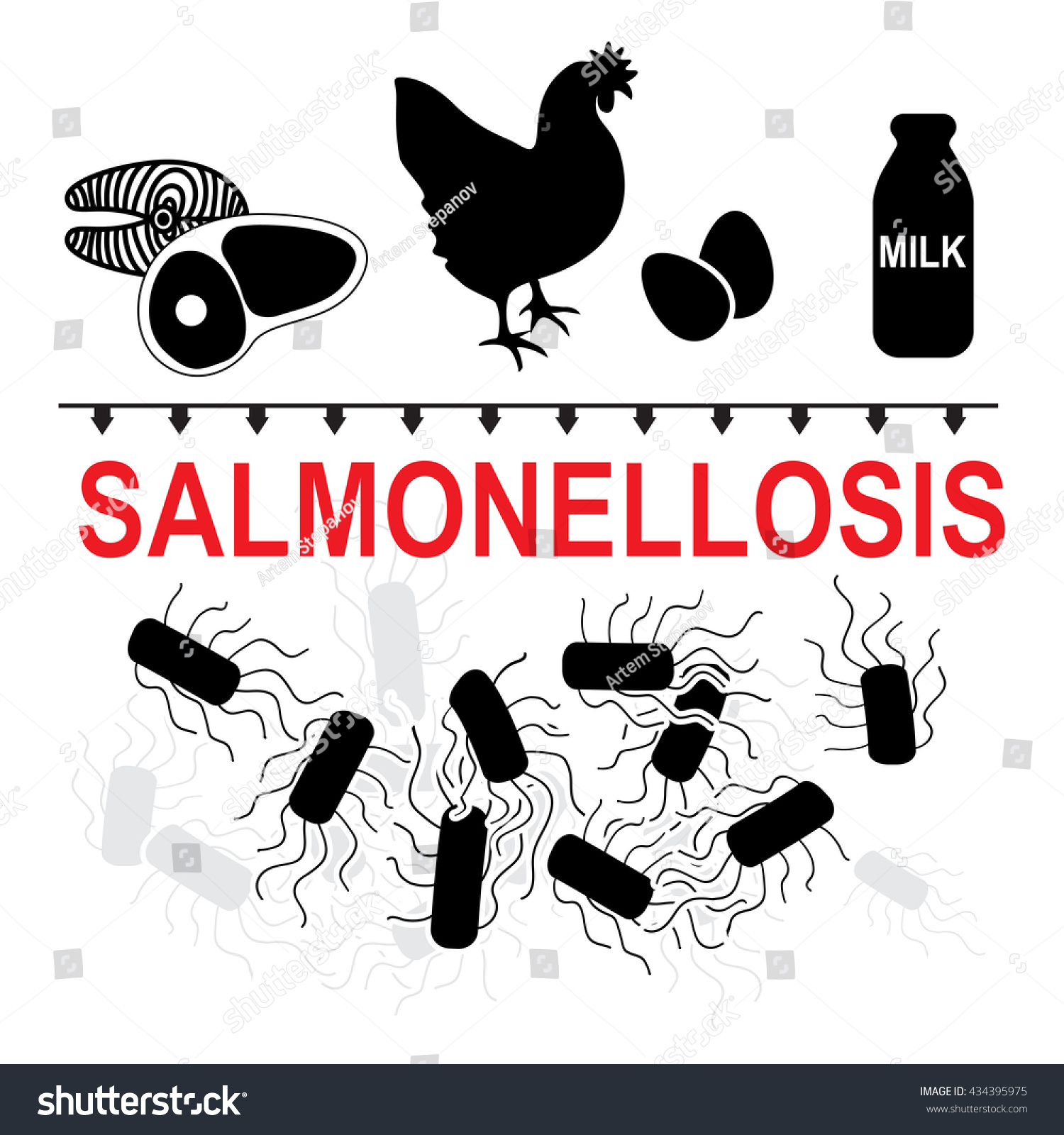 Salmonella Typhimurium Is A Major Cause Of Food Poisoning In Humans