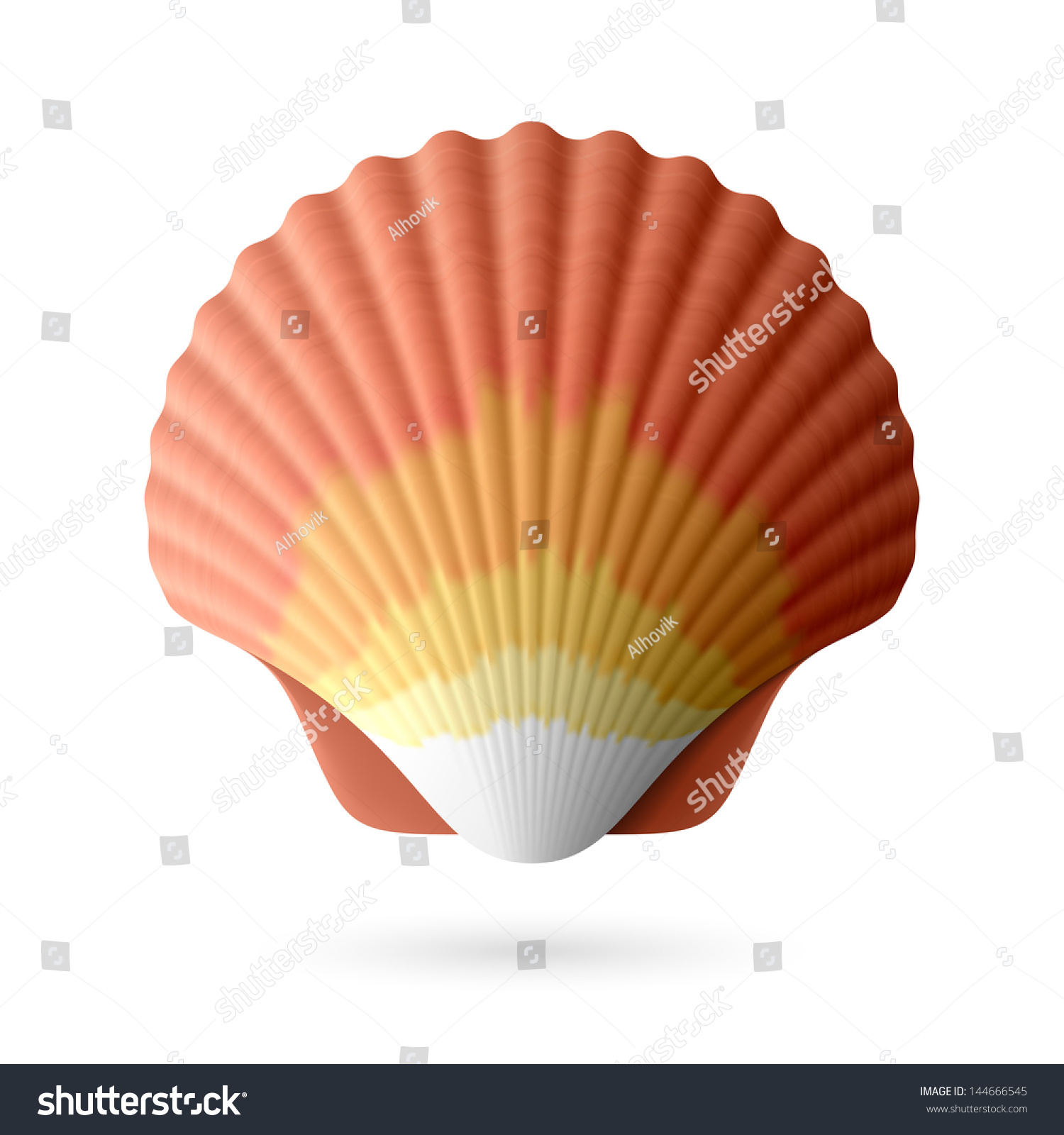 Scallop Seashell. Vector. - 144666545 : Shutterstock