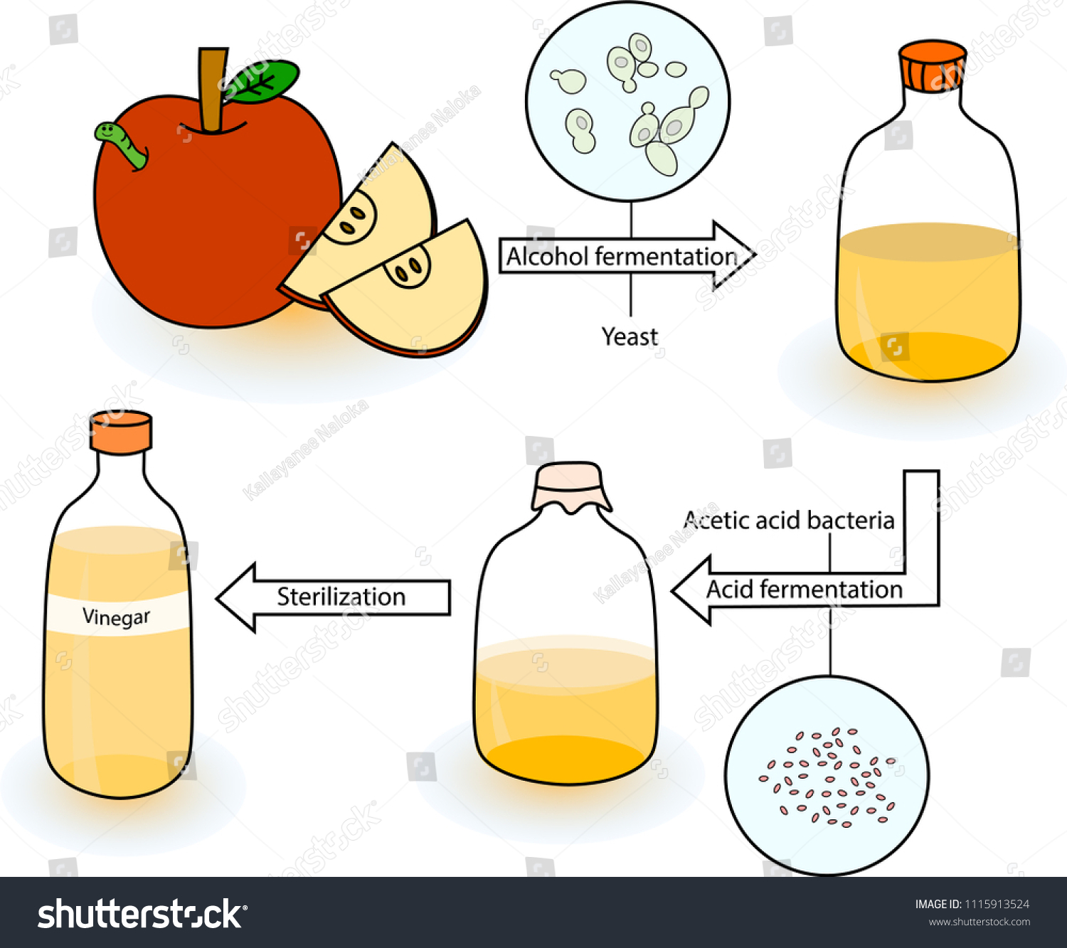 Fermentation Images Stock Photos Vectors Shutterstock My Xxx Hot Girl