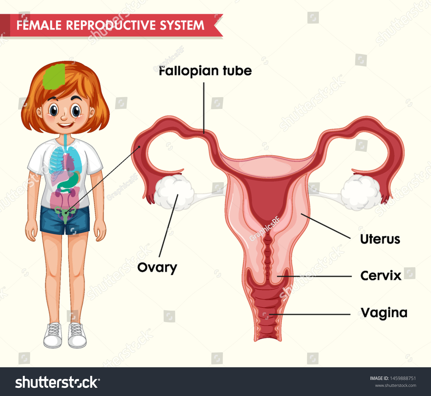 Scientific Medical Illustration Female Reproductive System Vector có sẵn miễn phí bản quyền