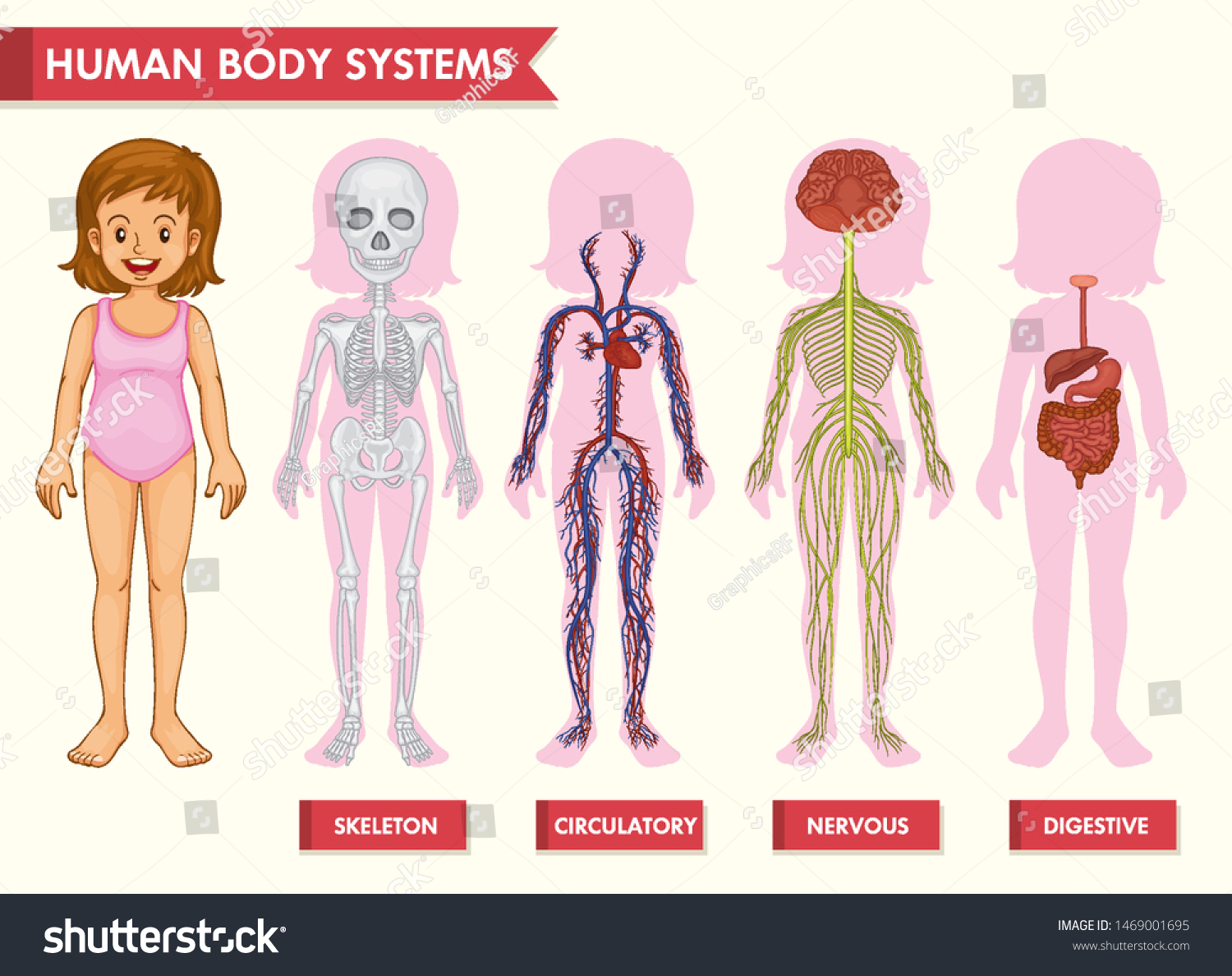 Vektor Stok Scientific Medical Illustration Human Body Systems Tanpa