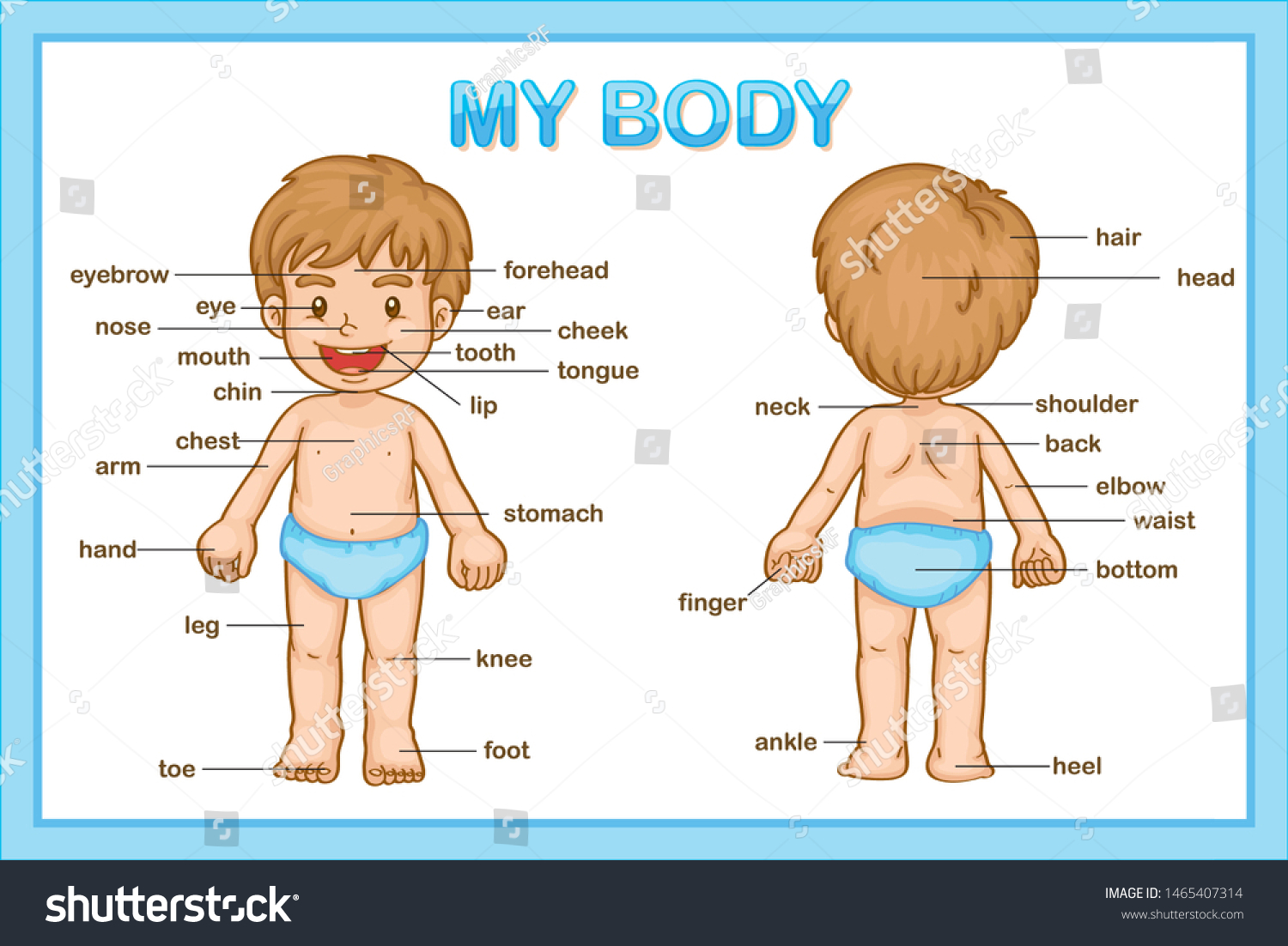 Vektor Stok Scientific Medical Illustration Parts Body Illustration