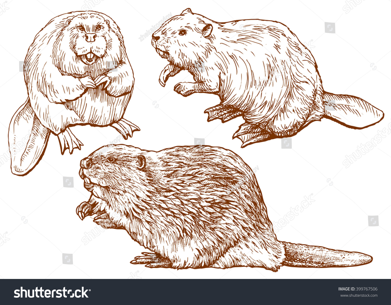 Set Of Beavers Hand Drawn Vector Illustration, Isolated On White