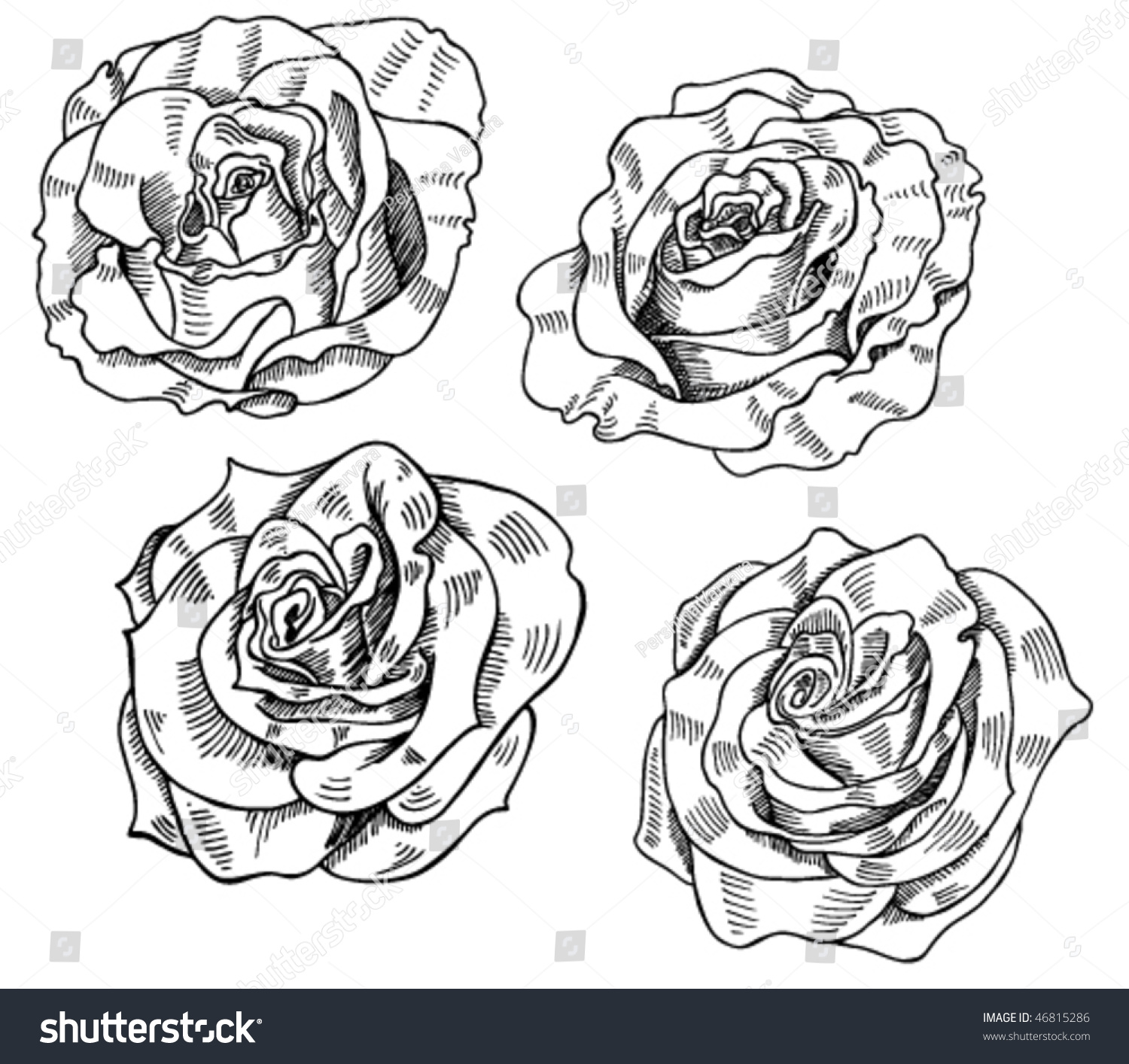 Set Black White Rose Sketches Stock Vector 46815286 - Shutterstock