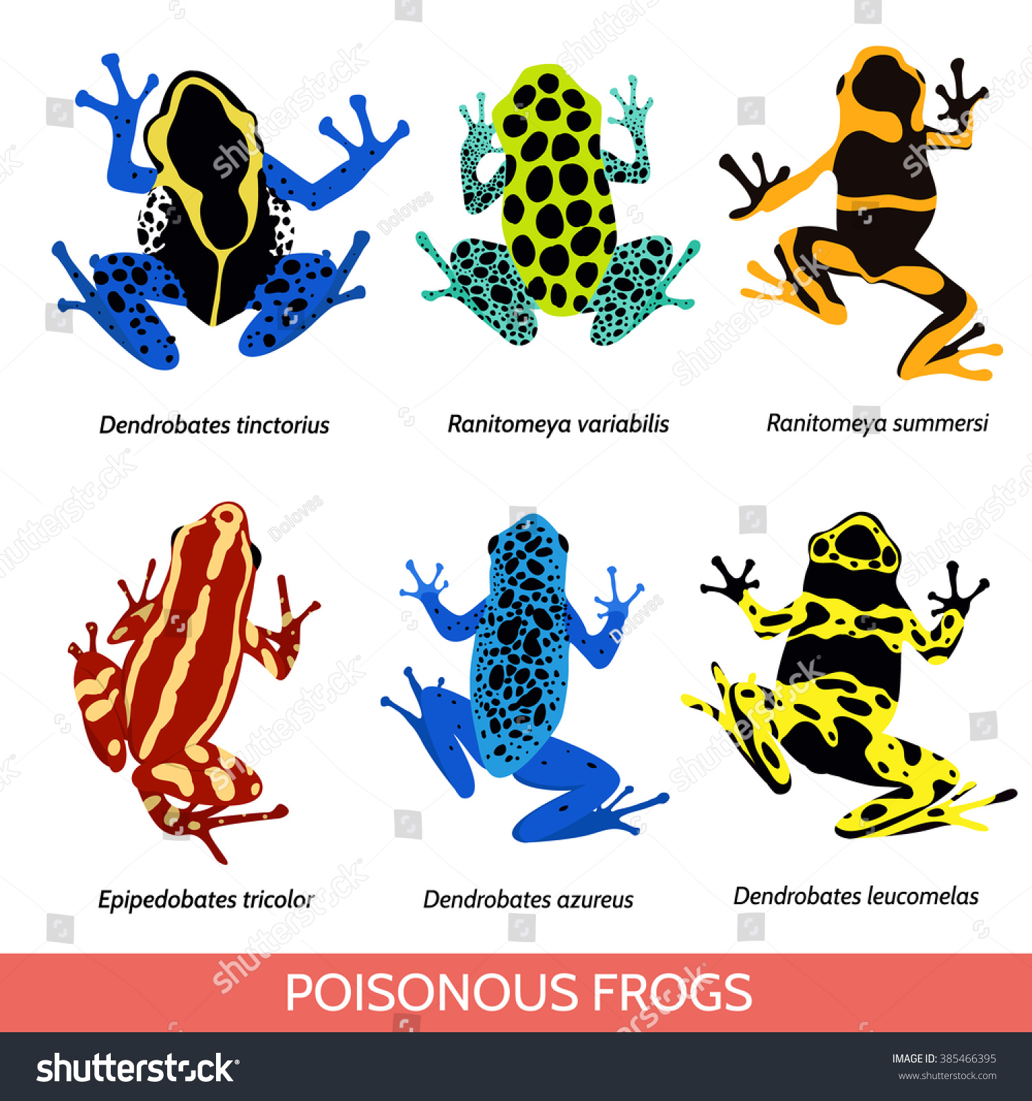 Set Different Poisonous Frogs Vector Illustration Stock Vector Royalty