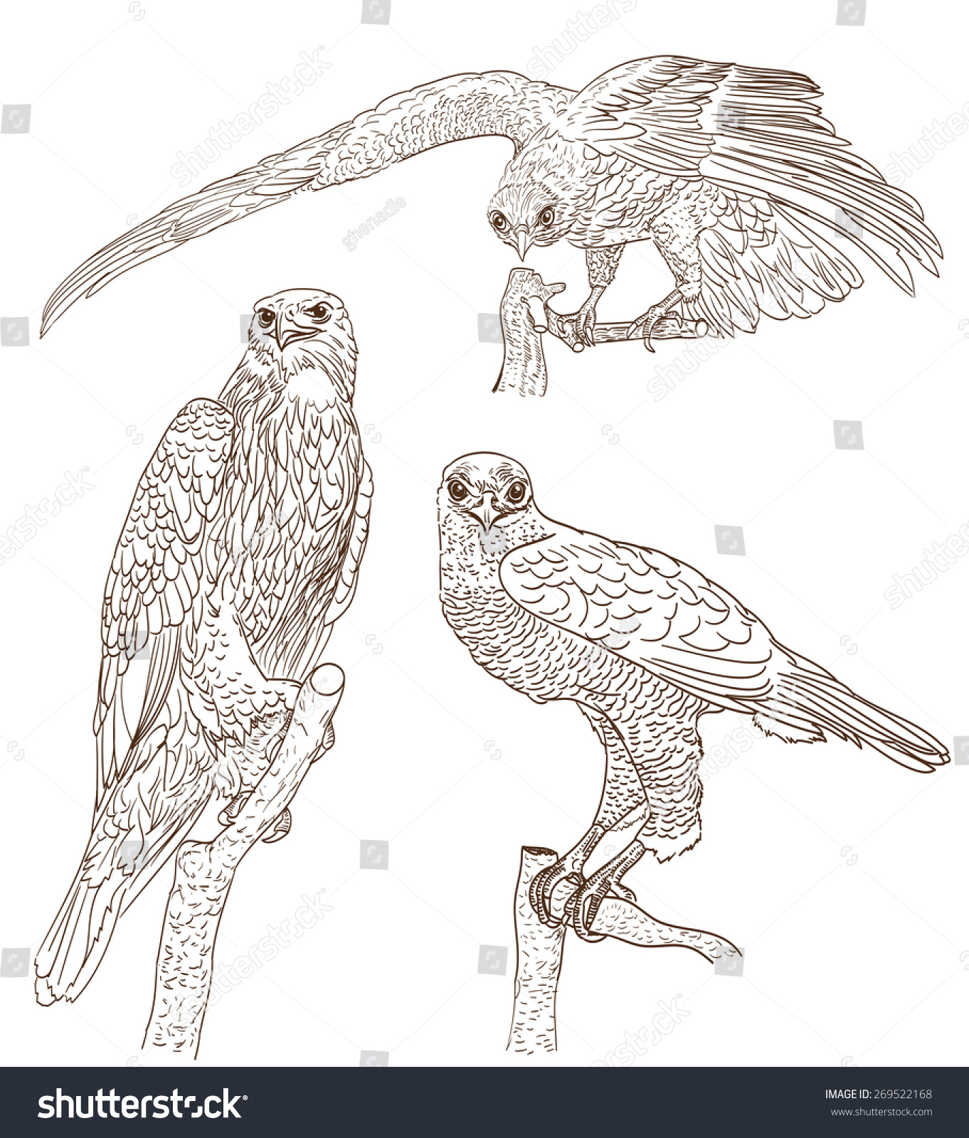 Set Of Drawings Of Birds Of Prey Ilustración vectorial en stock