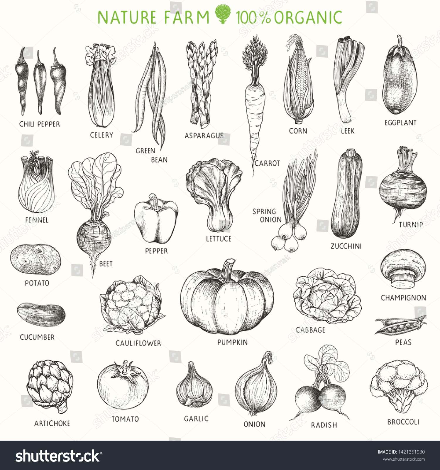 Set Hand Drawn Vegetables Vector Illustration Stock Vector Royalty