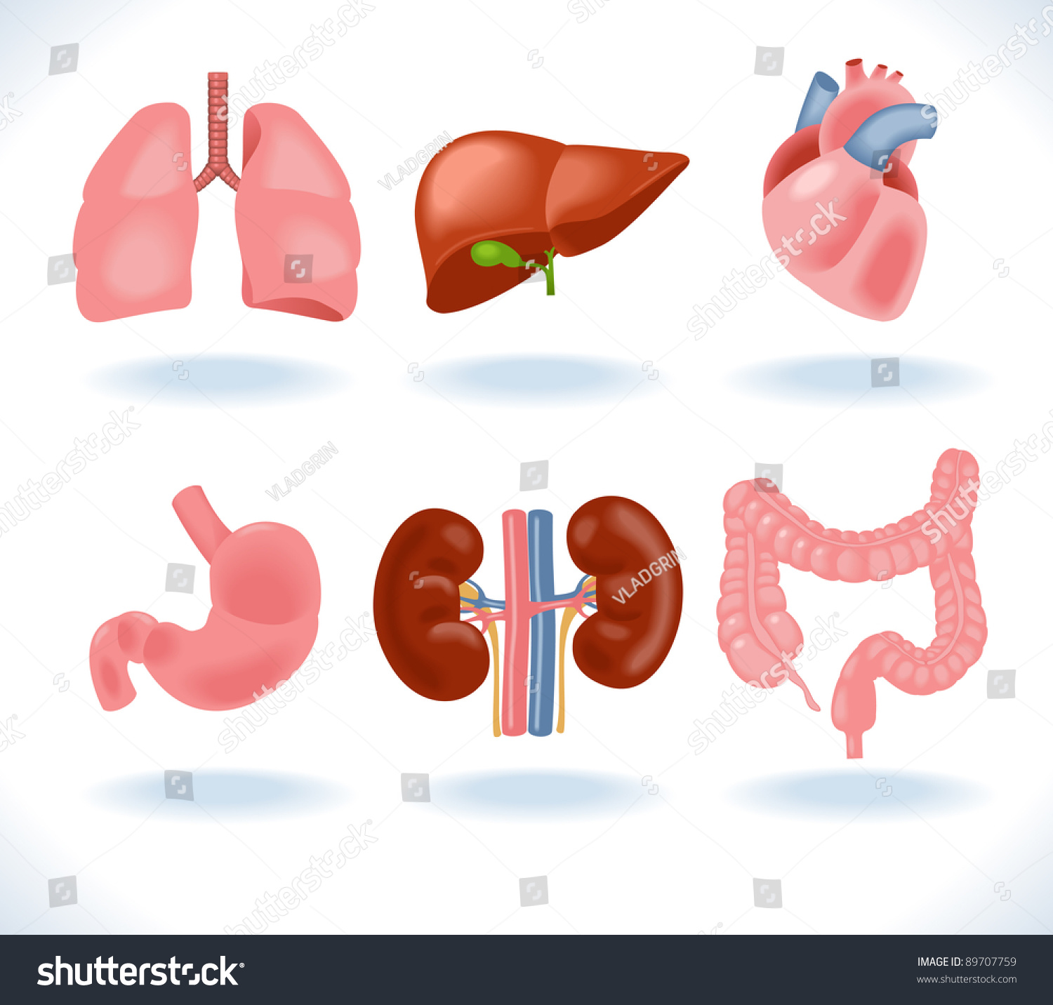 Set Human Anatomy Parts Liver Heart Stock Vector 89707759