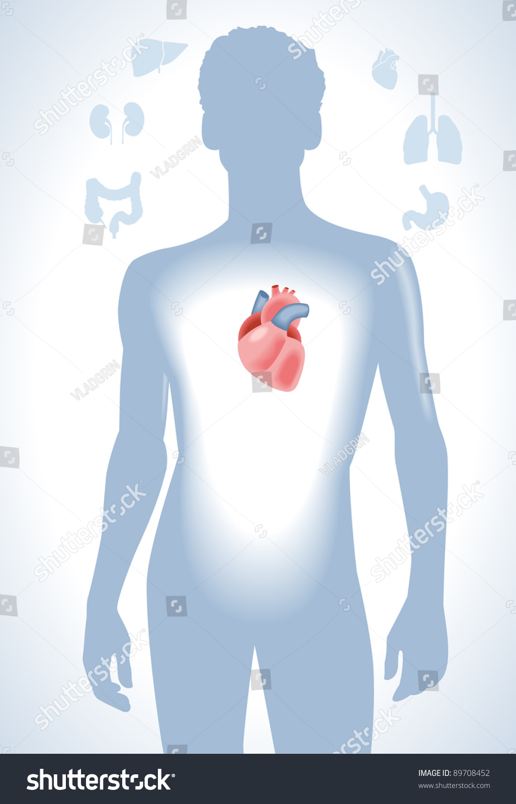 Set Of Human Anatomy Parts  Liver  Heart  Kidney  Lung
