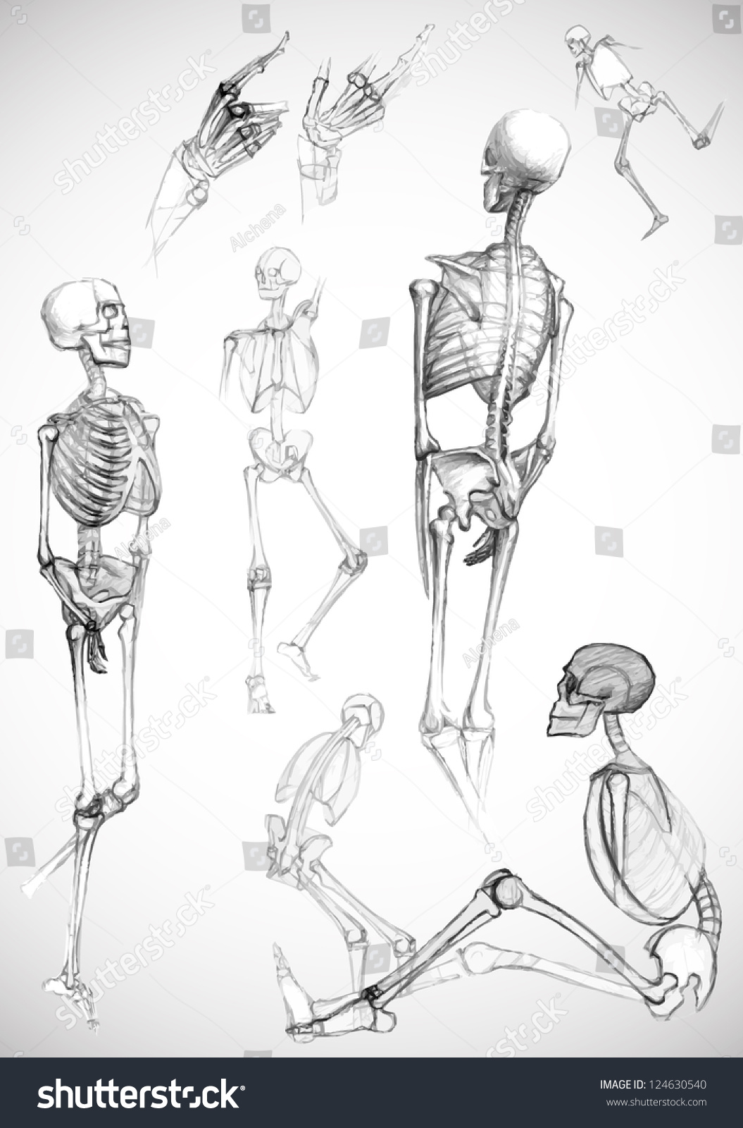 parts of the body pencil drawing