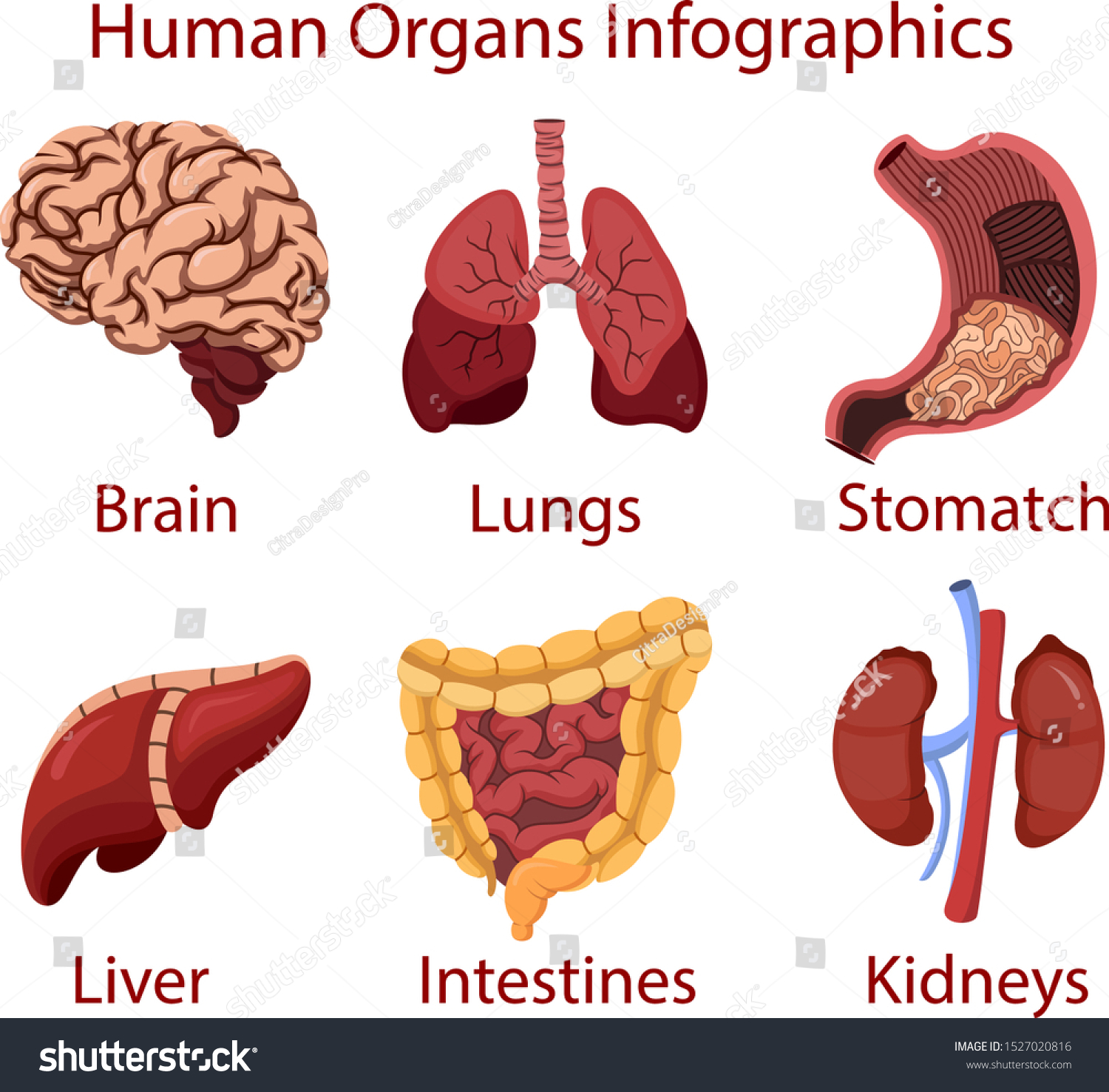 Set Human Internal Organs Stock Vector Royalty Free 1527020816