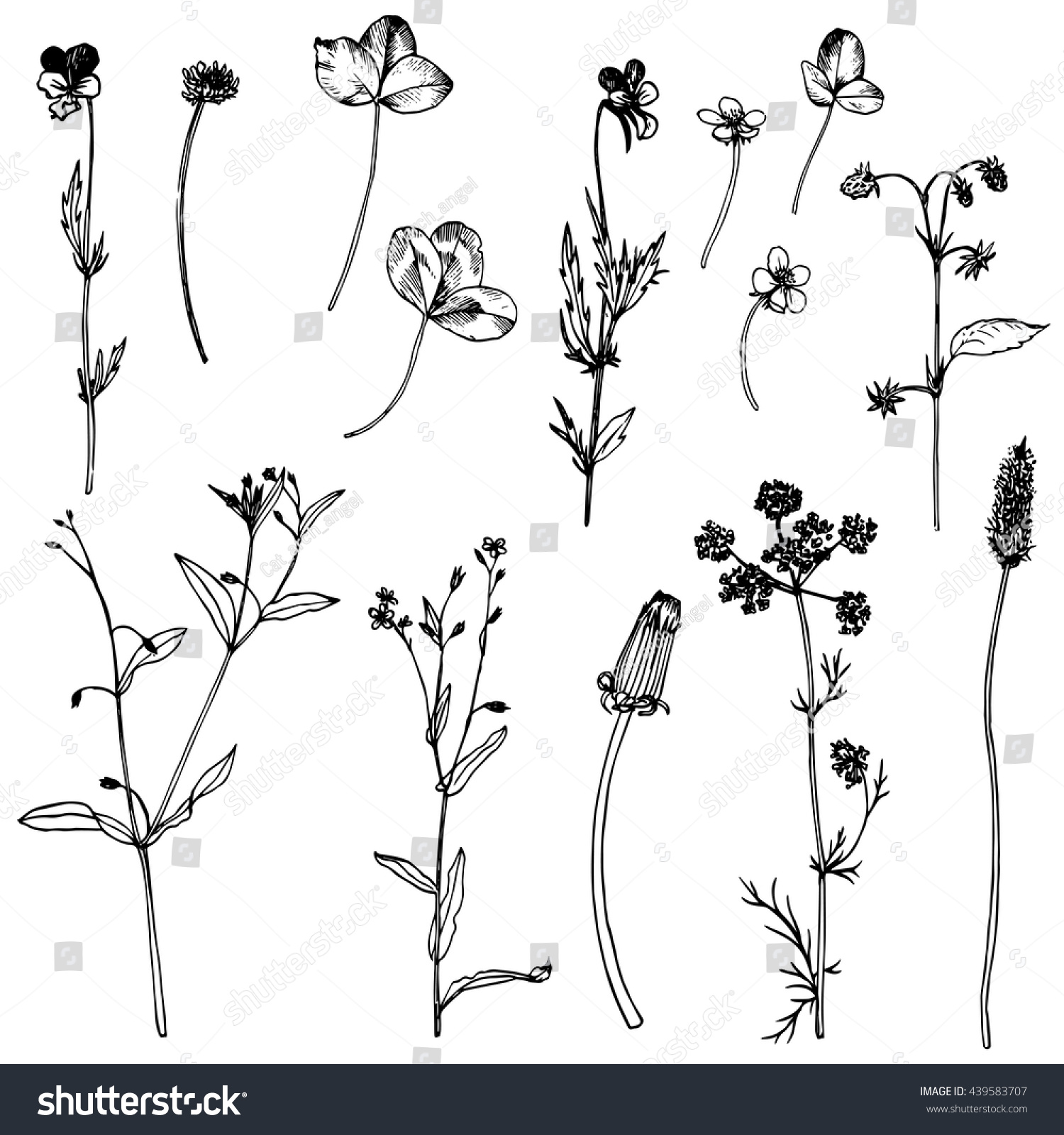 Set Of Ink Drawing Field Flowers Herbs And Leaves Wild Plants Hand Drawn Vector Botanical