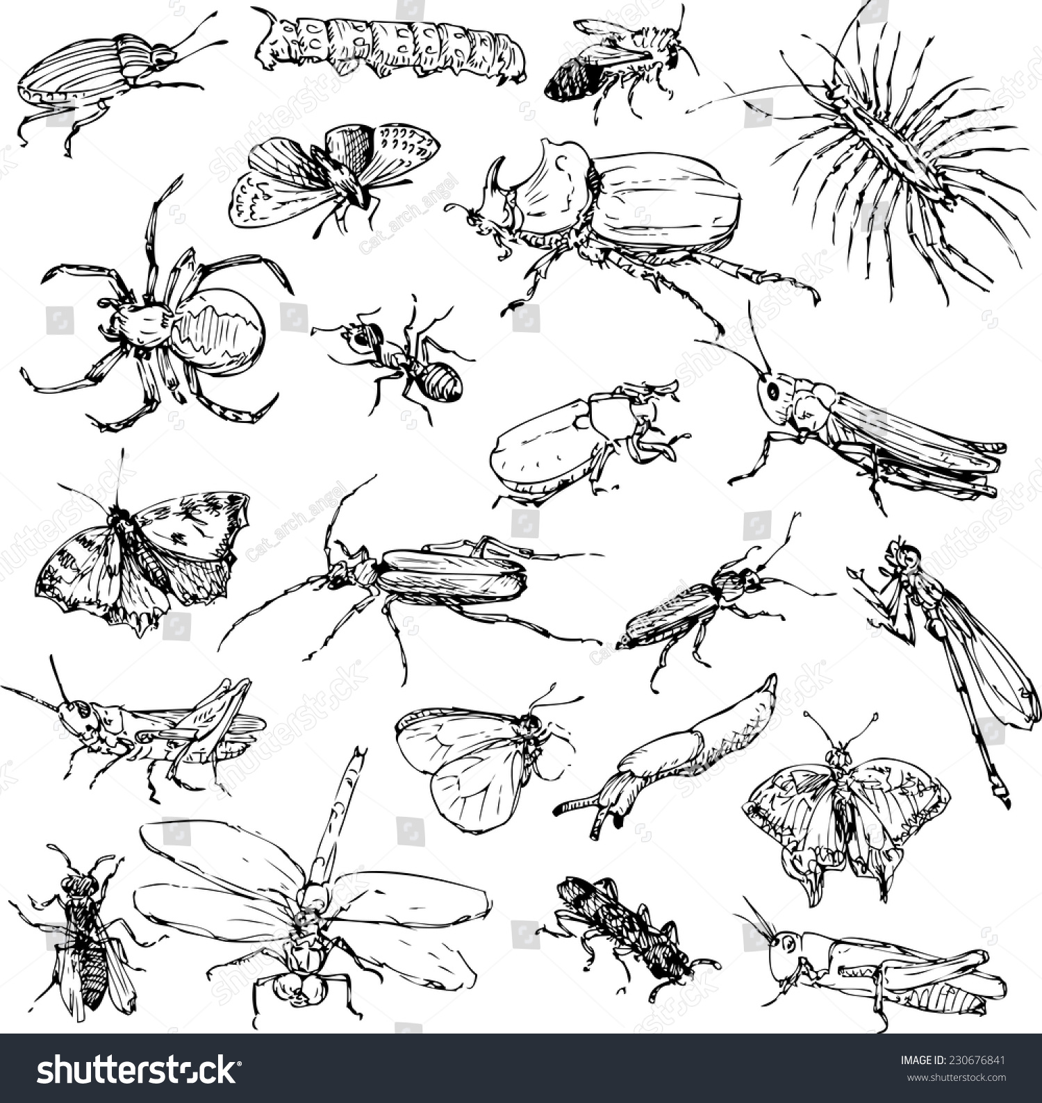 Set Line Drawing Insects Hand Drawn Stock Vector 230676841 Shutterstock