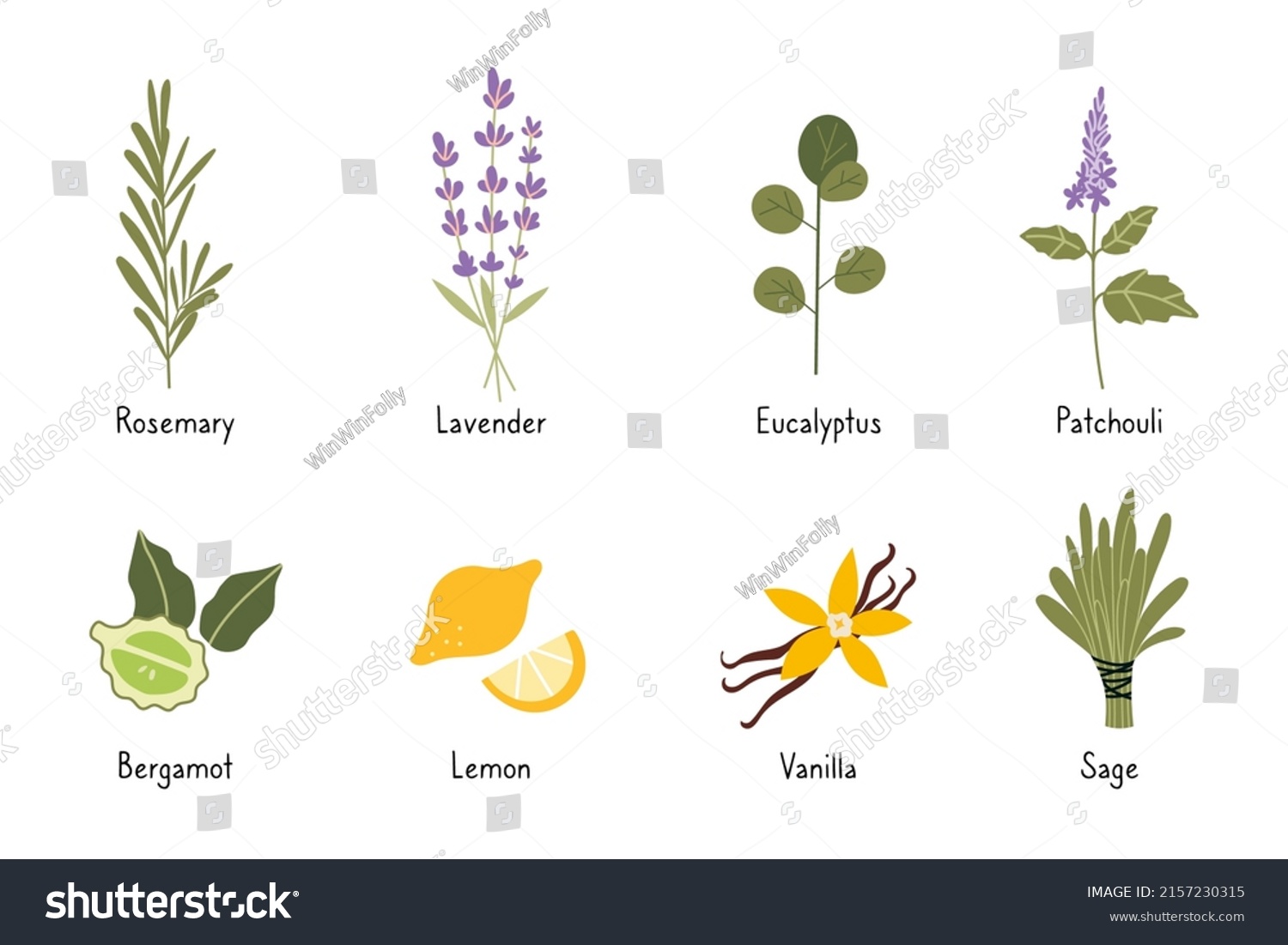 Set Popular Essential Oil Plants Cartoon Stock Vector Royalty Free