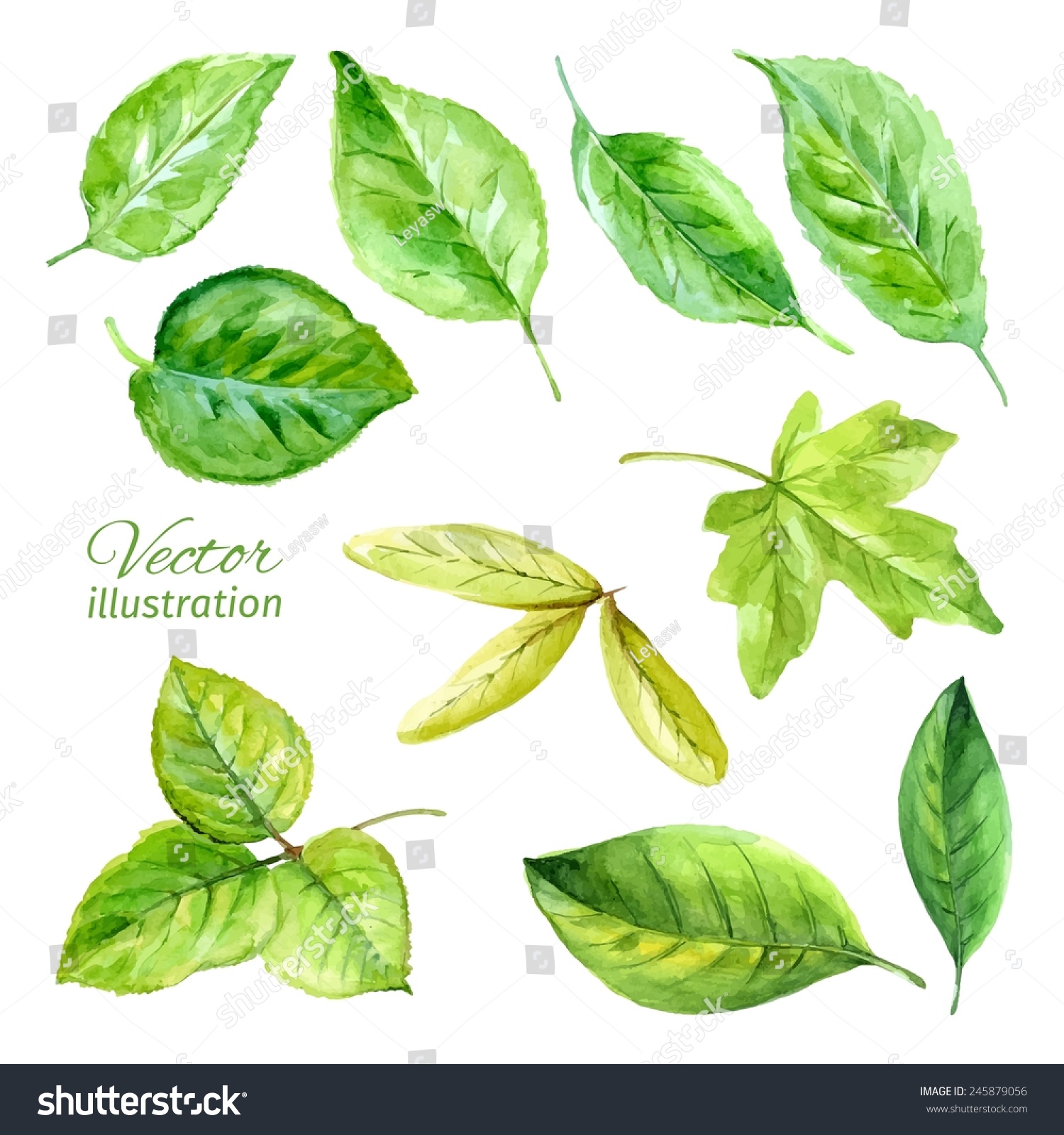 watercolor leaves clipart - photo #19