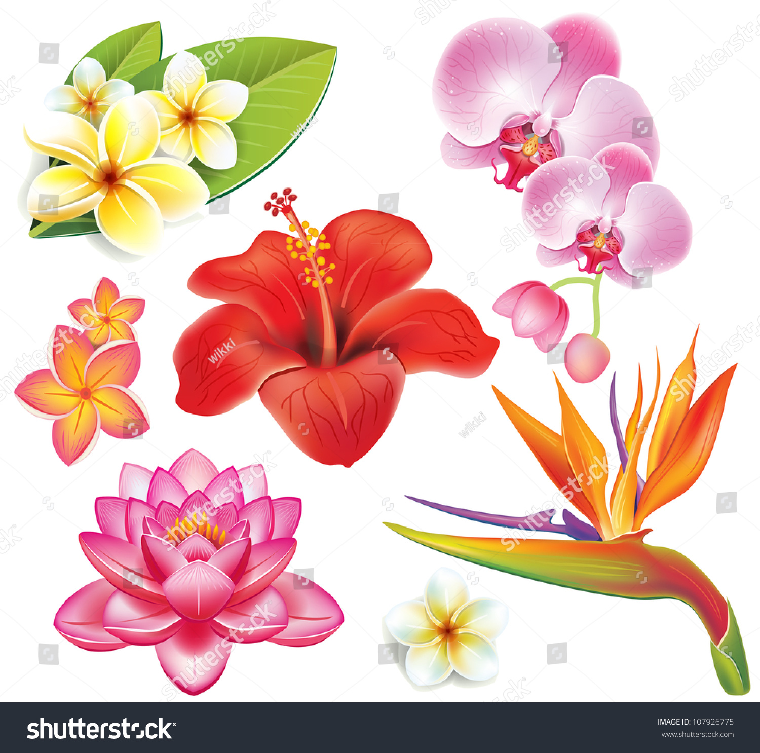 Set Of Tropical Flowers Stock Vector Illustration 107926775 : Shutterstock