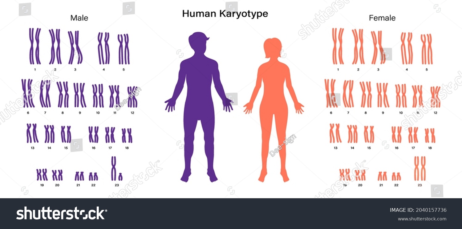 Vektor Stok Sex Chromosome Structure Male Female Biological Tanpa