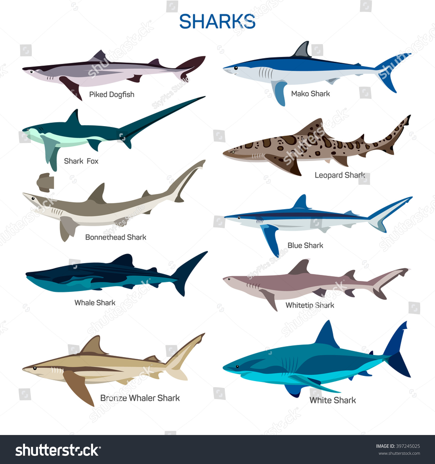 an introduction to the nature of sharks Us-china nature conservation home permits application forms permits by species sharks and rays do i introduction from the sea refers to. an introduction to the nature of sharks Us-china nature conservation home permits application forms permits by species sharks and rays do i introduction from the sea refers to.
