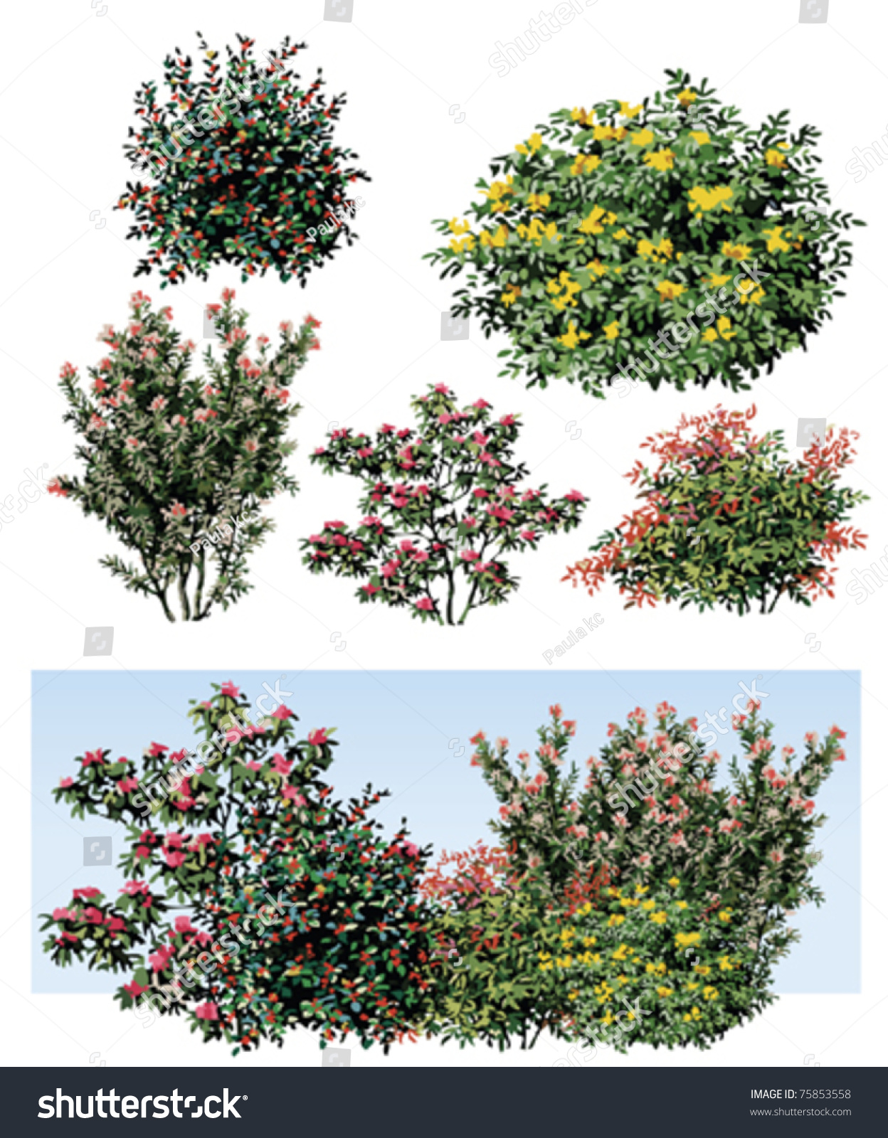 Shrub Flower Stock Vector Illustration 75853558 : Shutterstock