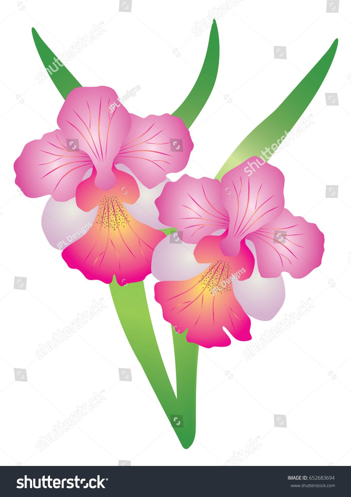 Singapore National Flower Vanda Miss Joaquim Stock Vector Royalty Free