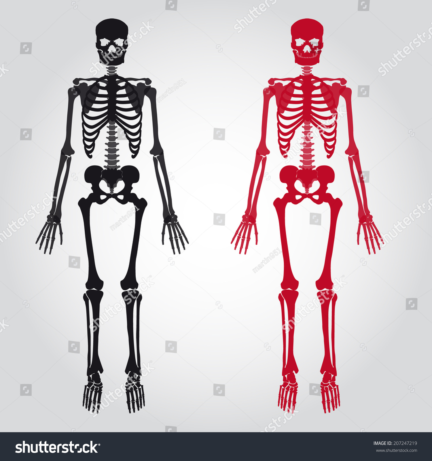 Skeletons Human Bones Set Eps Ilustraci N Vectorial En Stock