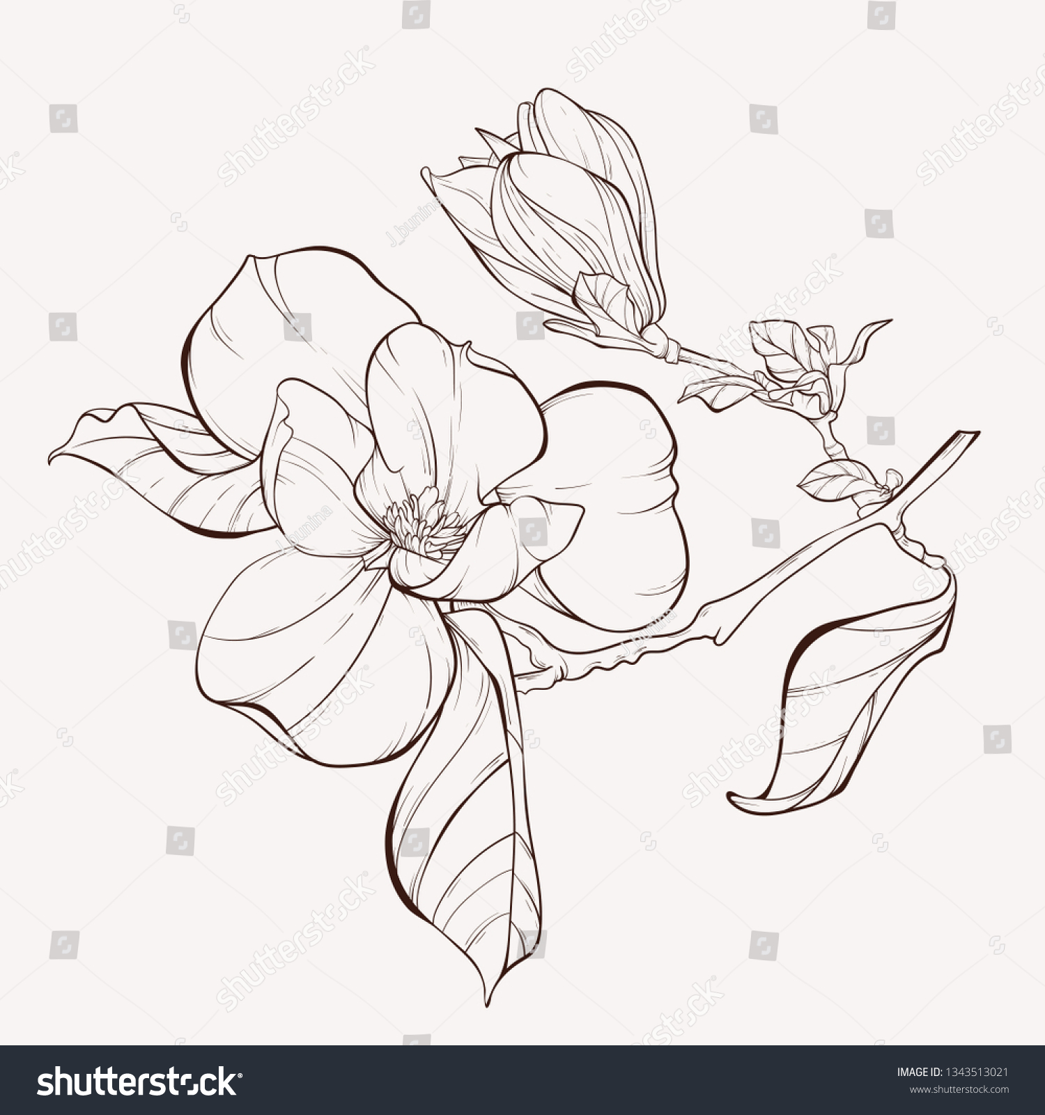 Sketch Floral Botany Collection Magnolia Flower Stock Vector Royalty