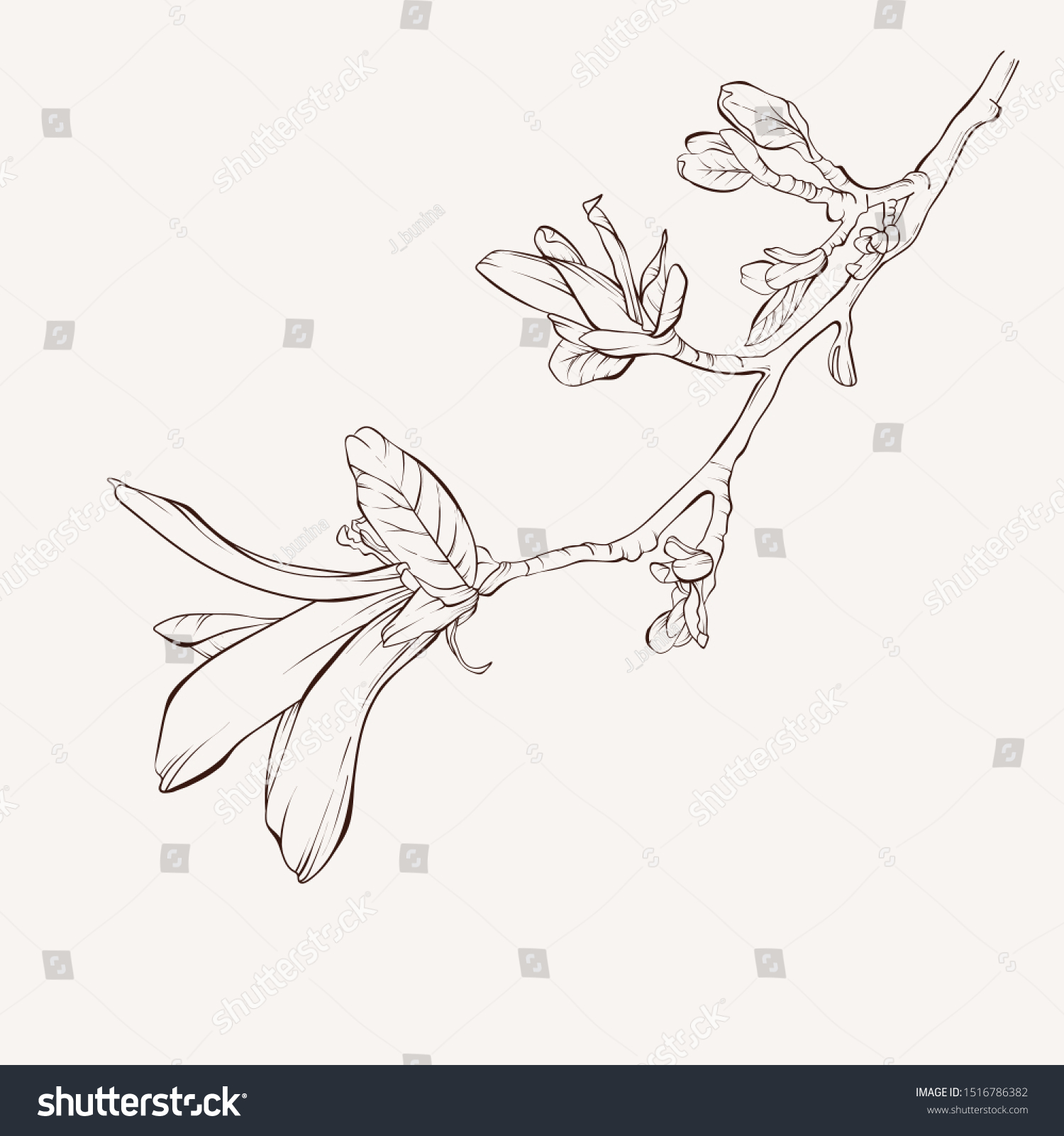 Sketch Floral Botany Collection Magnolia Flower Stock Vector Royalty