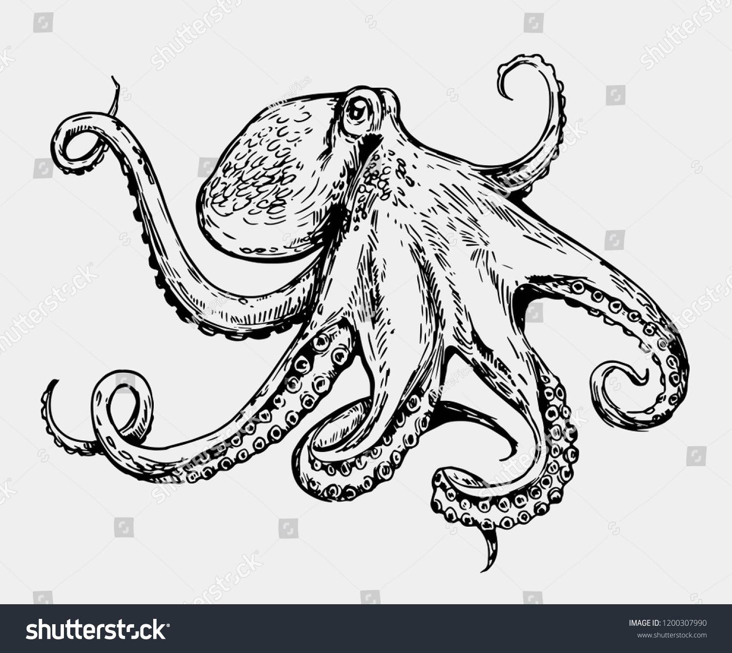 Sketch Octopus Hand Drawn Illustration Converted Stock Vector Royalty