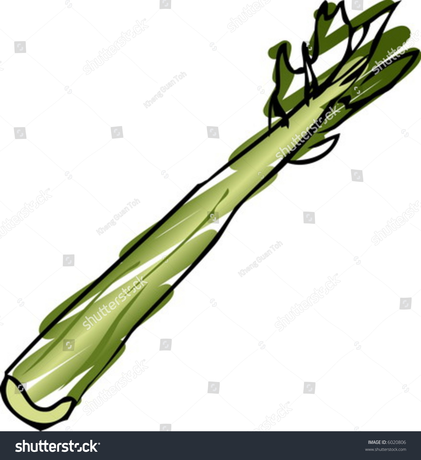 Sketch Of A Celery. HandDrawn Lineart Look Illustration 6020806