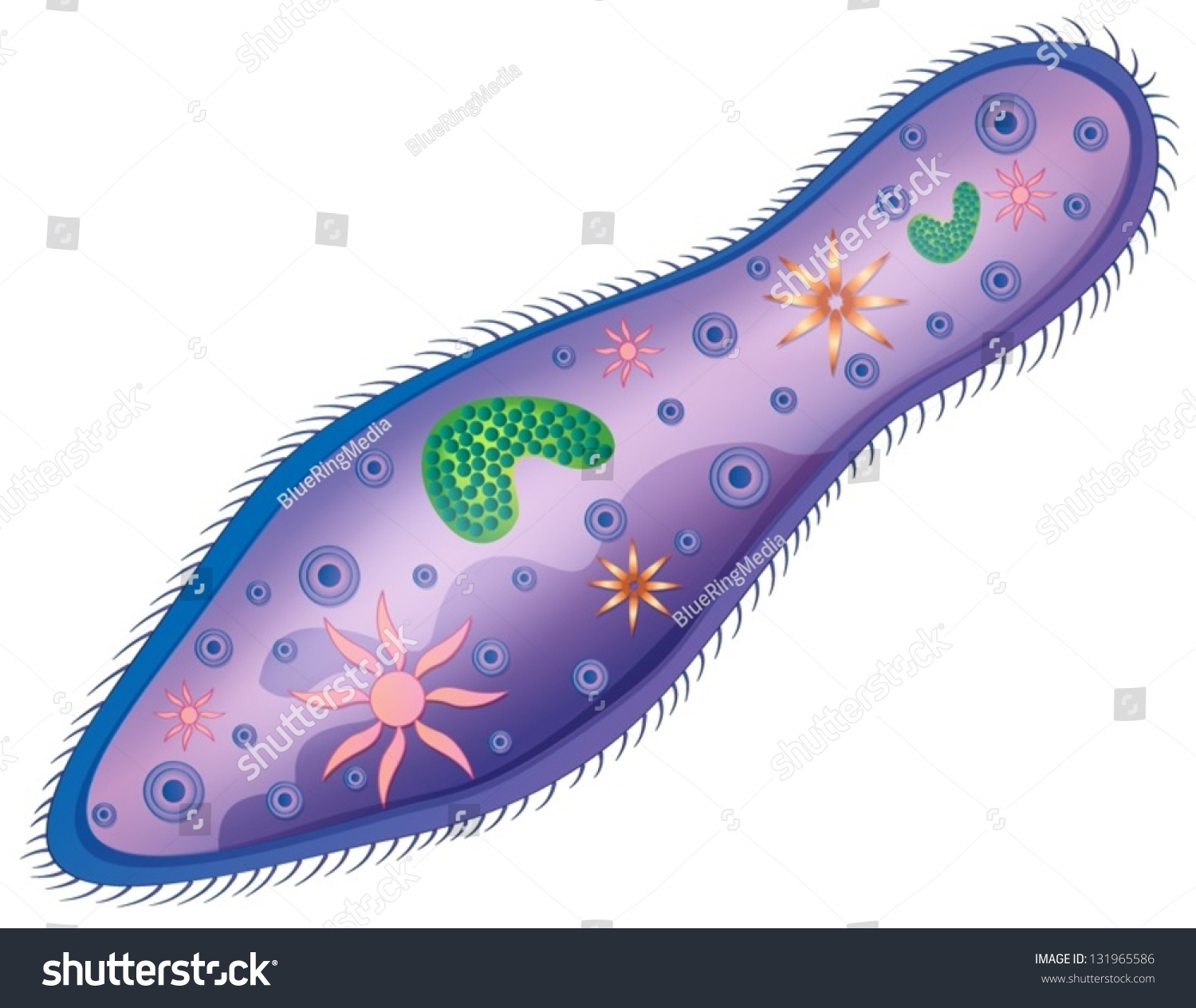 Sketch Of A Paramecium Stock Vector Illustration 131965586 Shutterstock