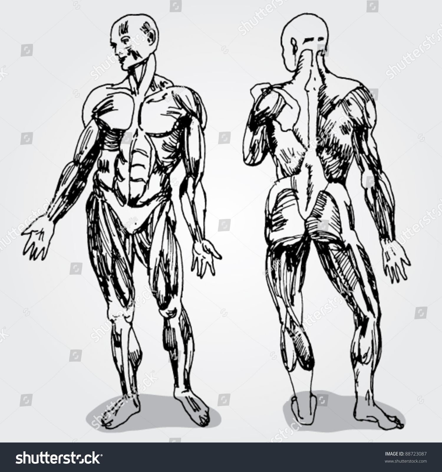 Sketch Of Men'S Anatomy Stock Vector Illustration 88723087 : Shutterstock