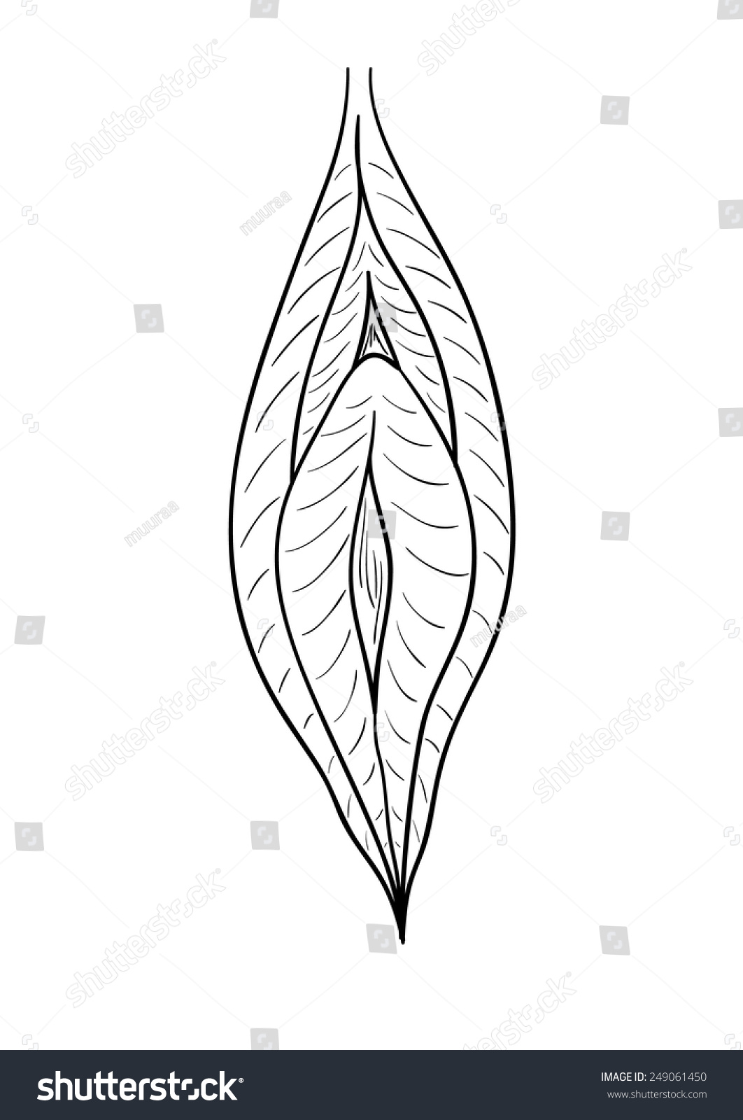 Sketch Female Vagina On White Background Stock Vector 249061450