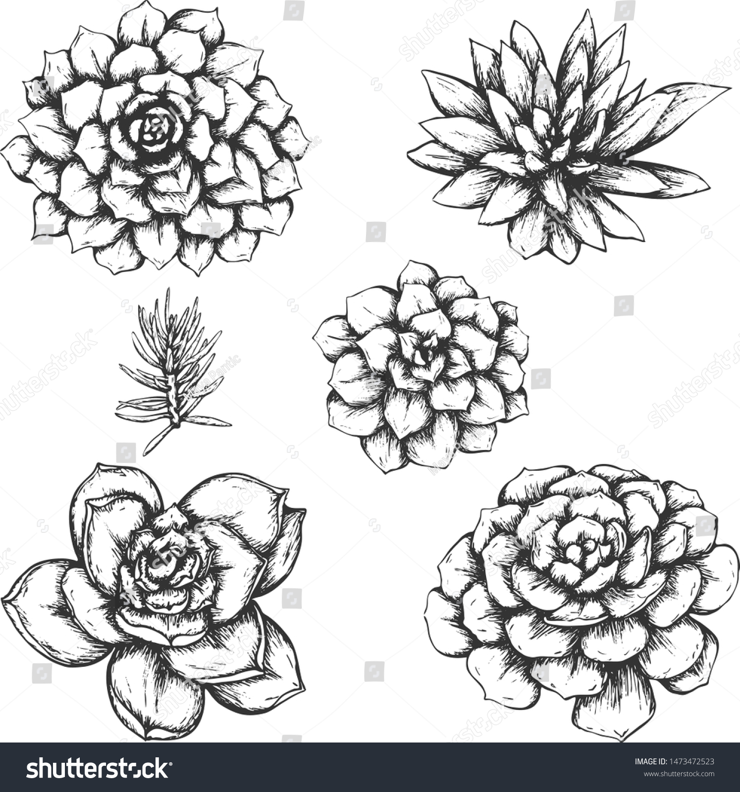 Sketched Succulents Vector Set Hand Drawn Stock Vector Royalty Free