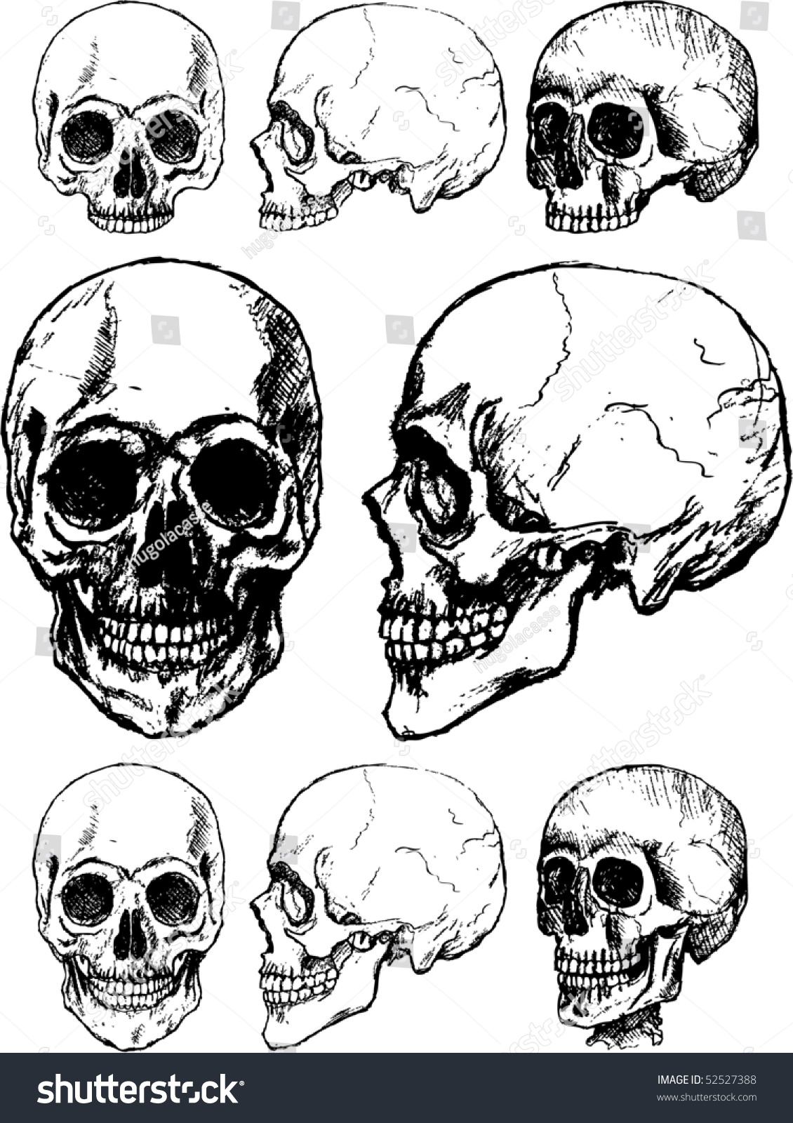 Skulls Stock Vector Illustration 52527388 : Shutterstock