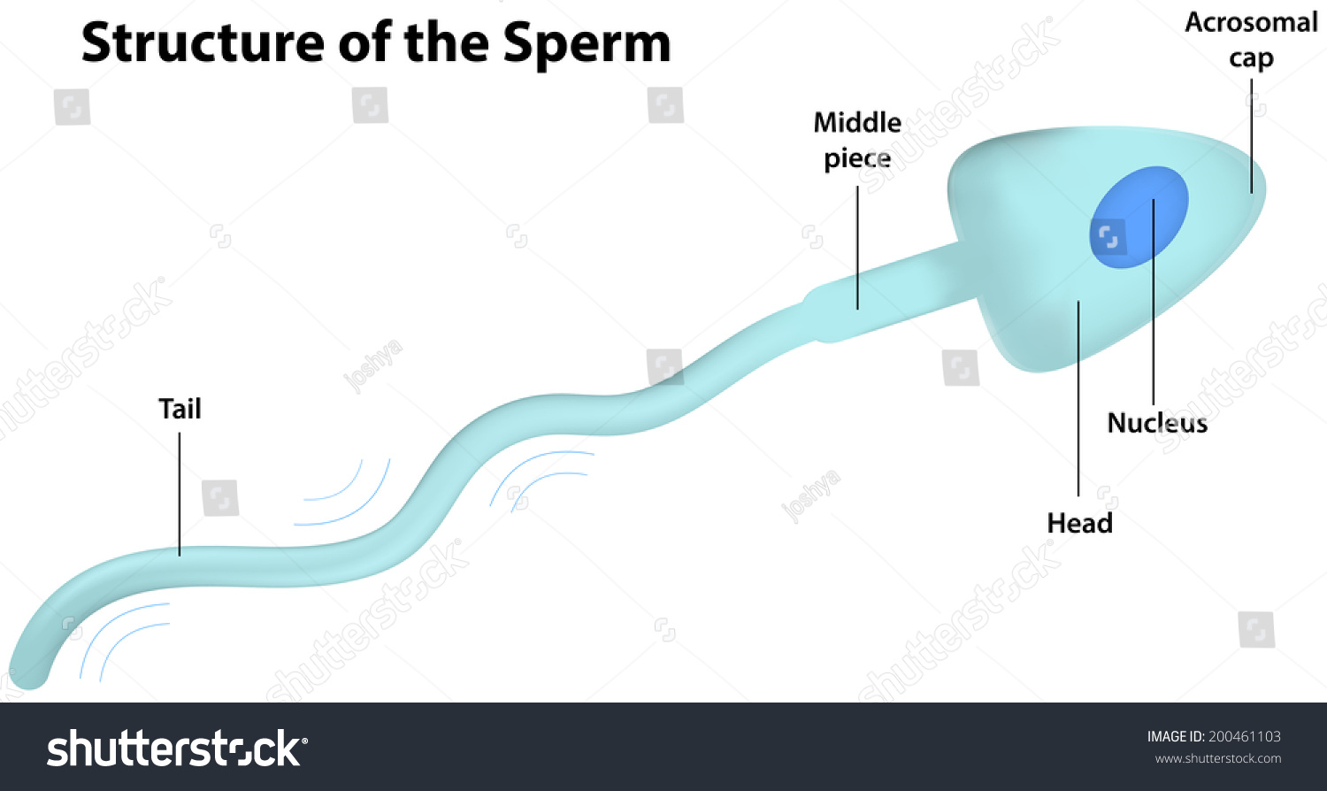 Pictures Of Labeled Sperm Pretty Transexual
